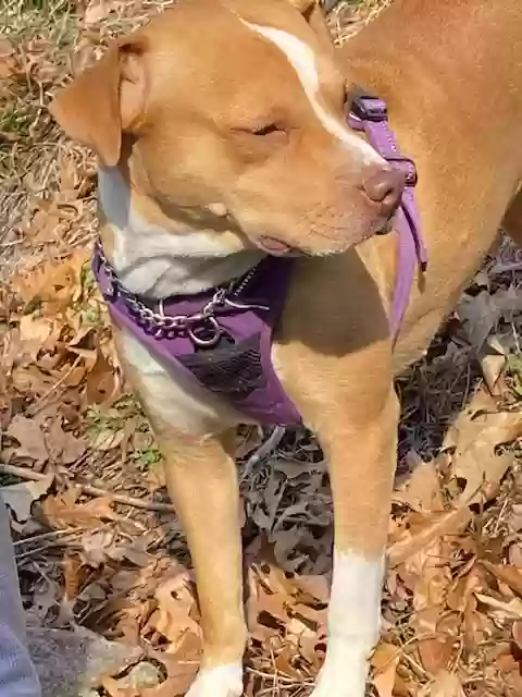 adoptable Dog in Trumbull,CT named Lily