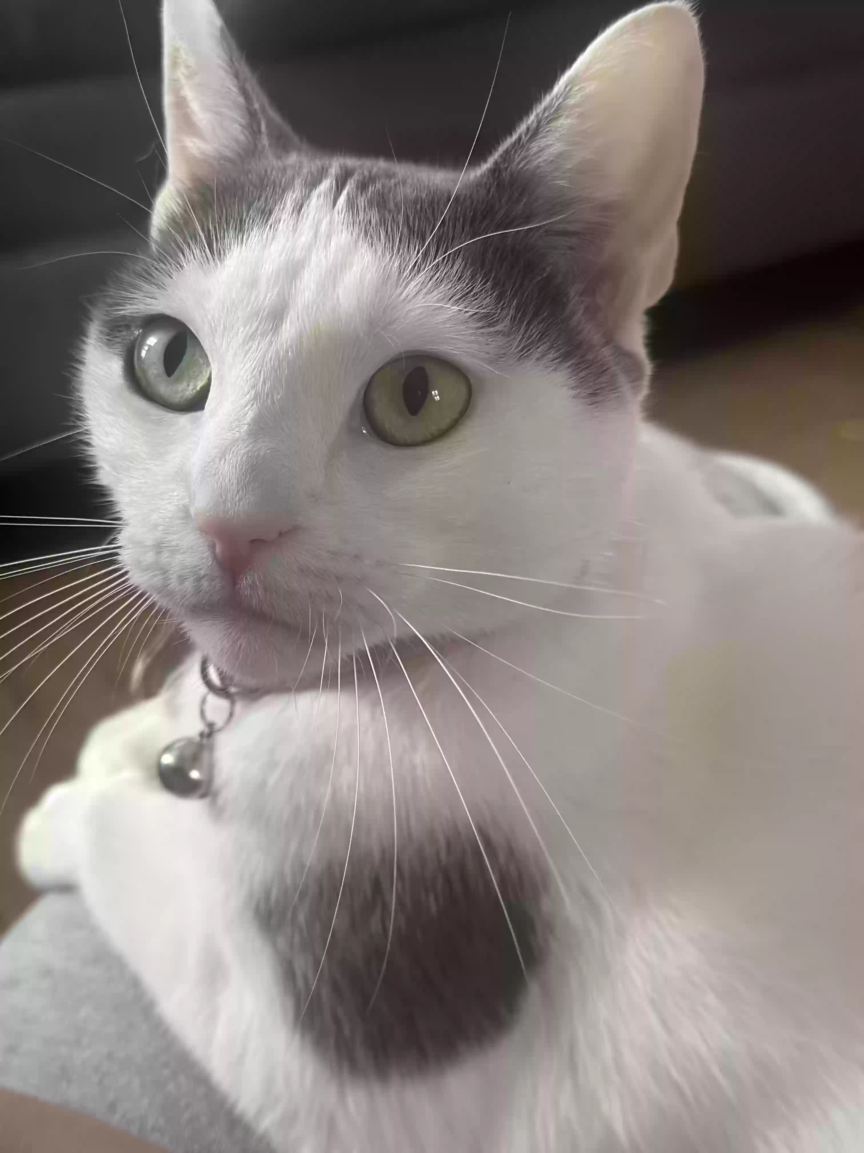 adoptable Cat in Lynbrook,NY named Lily