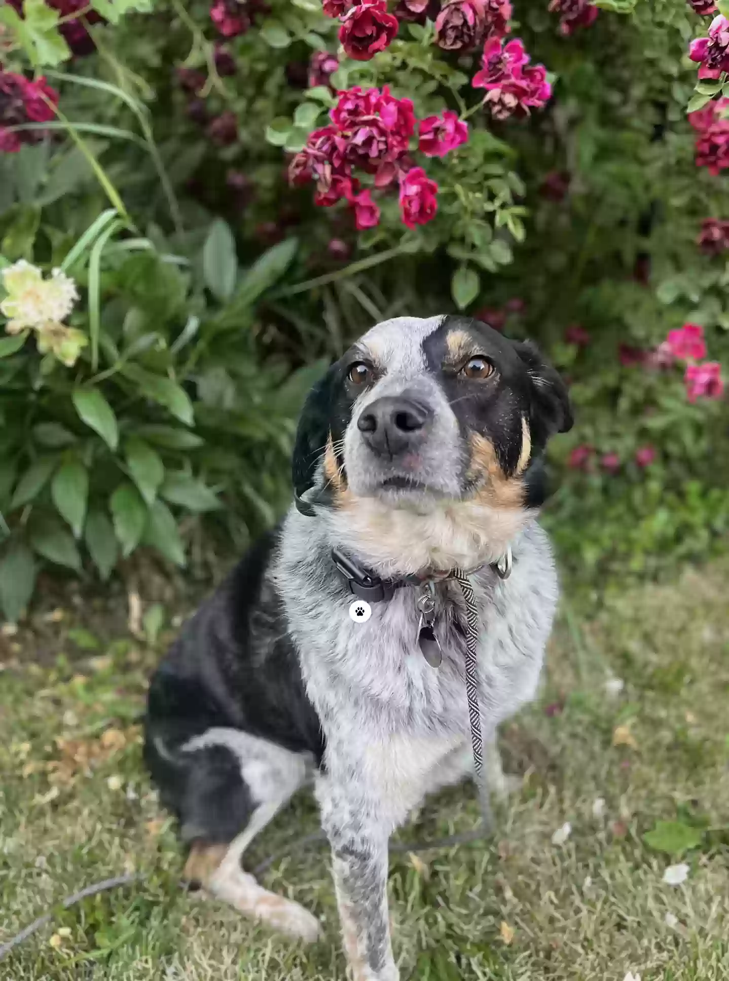 adoptable Dog in Salt Lake City,UT named Toby
