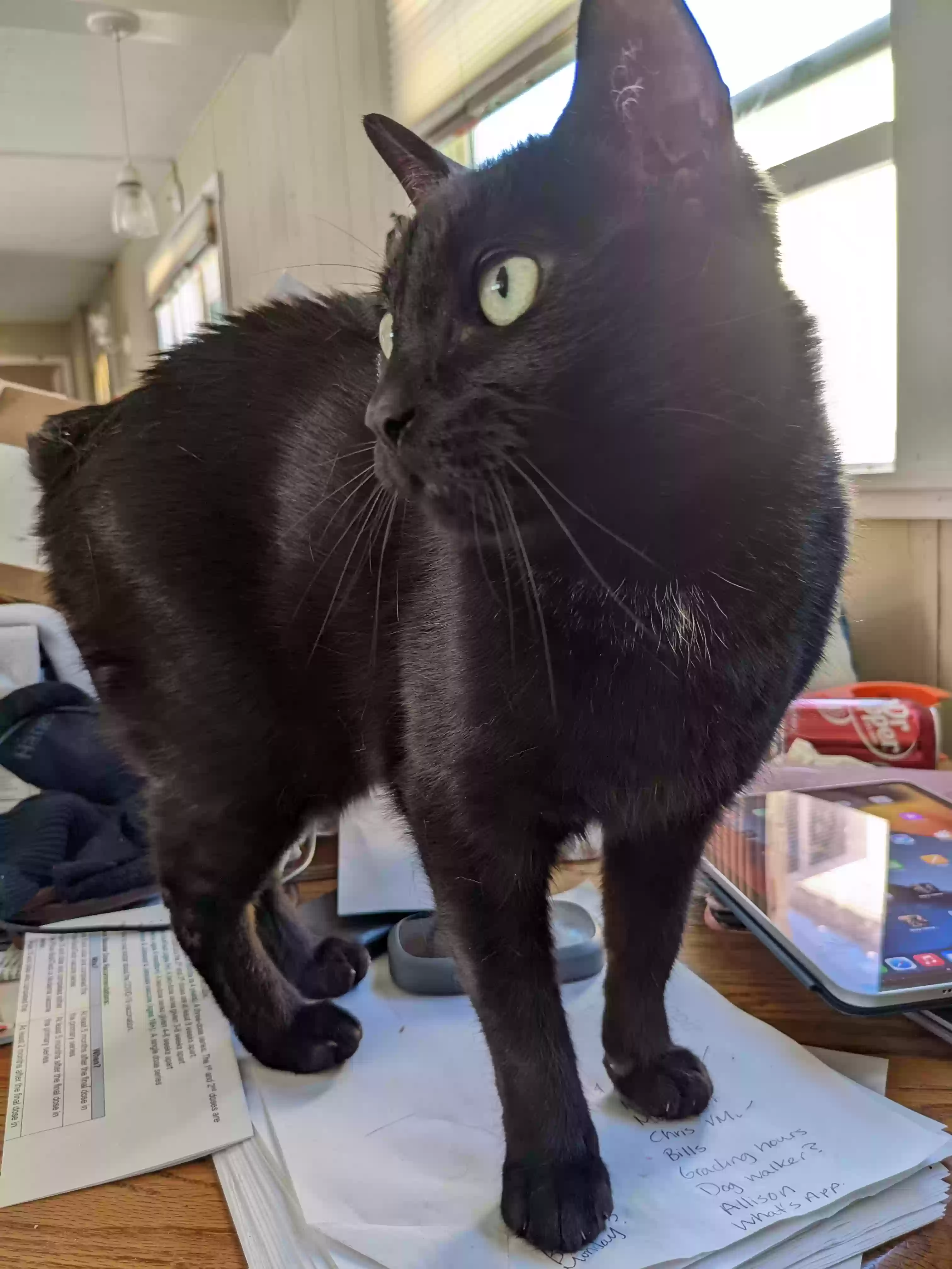 adoptable Cat in Colton,WA named Persephone