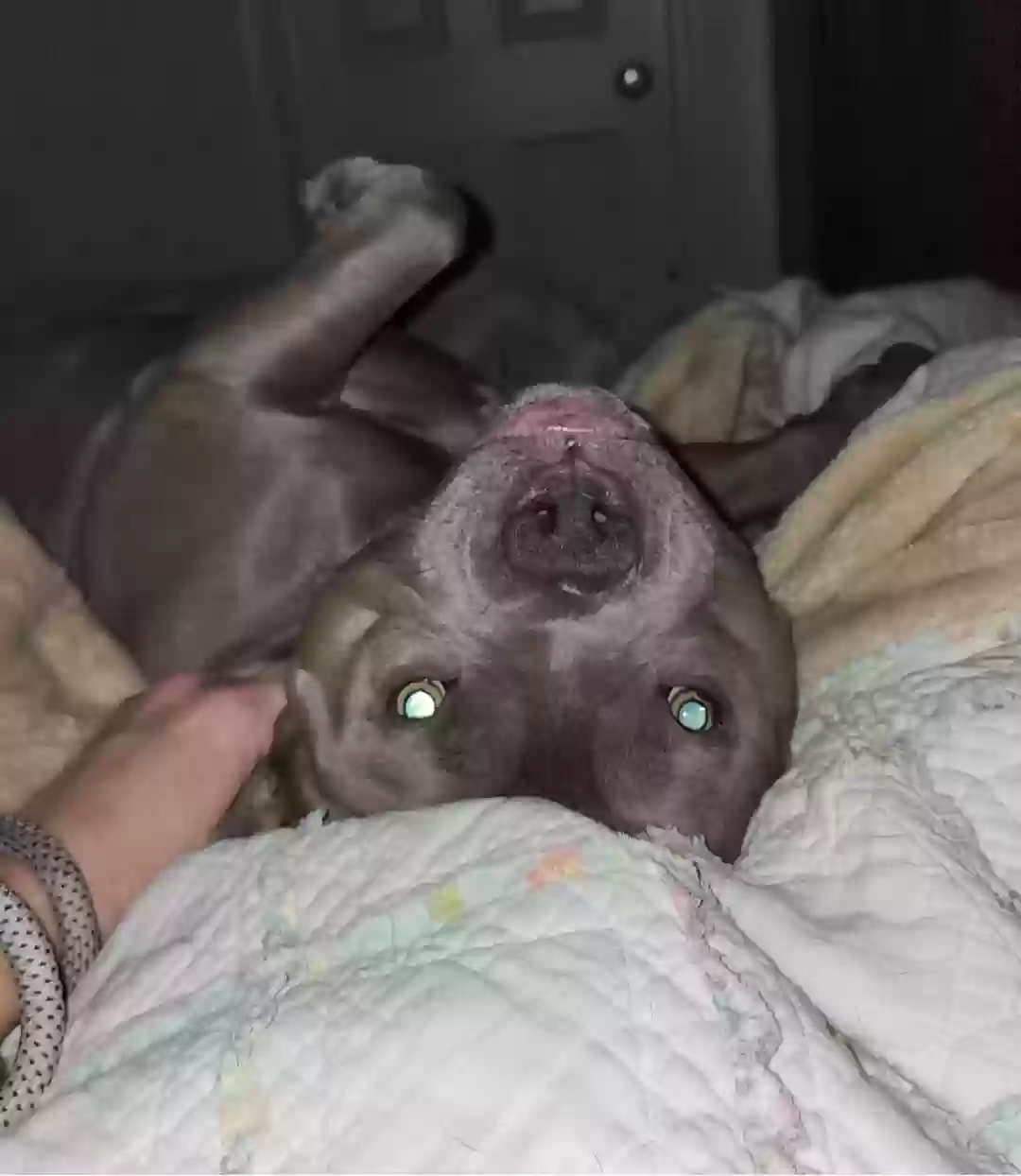 adoptable Dog in O Fallon,MO named Beau Ty