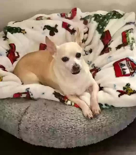 adoptable Dog in Orange Grove,TX named Opie