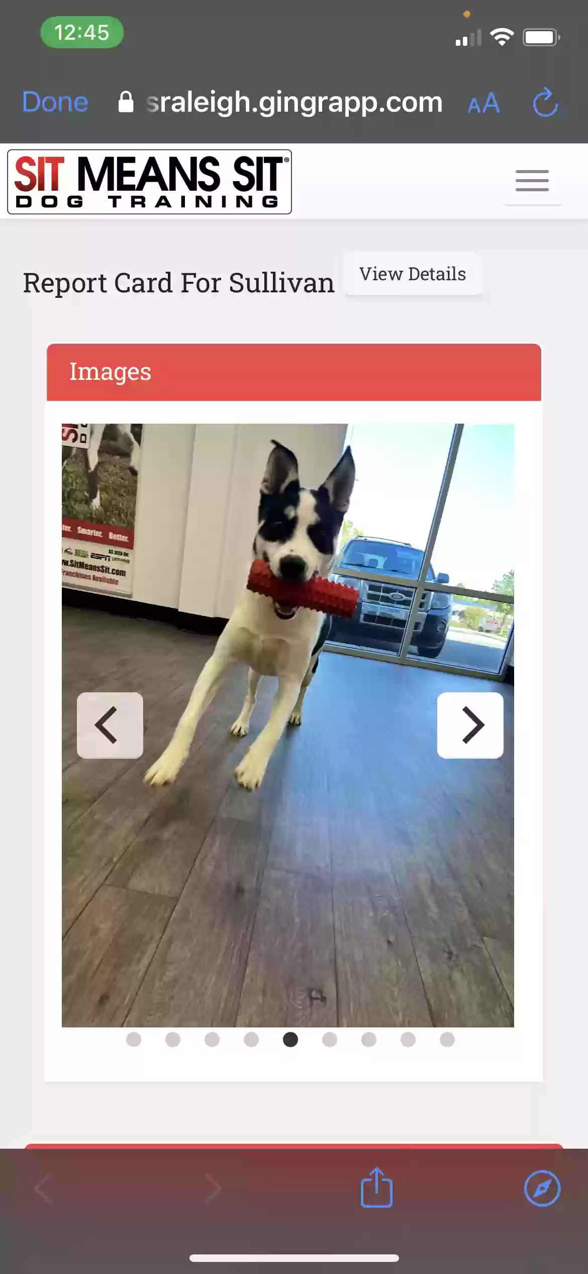 adoptable Dog in Durham,NC named Sullivan