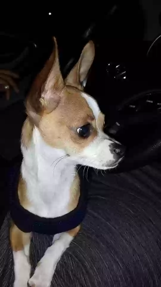 adoptable Dog in Waukee,IA named Prince