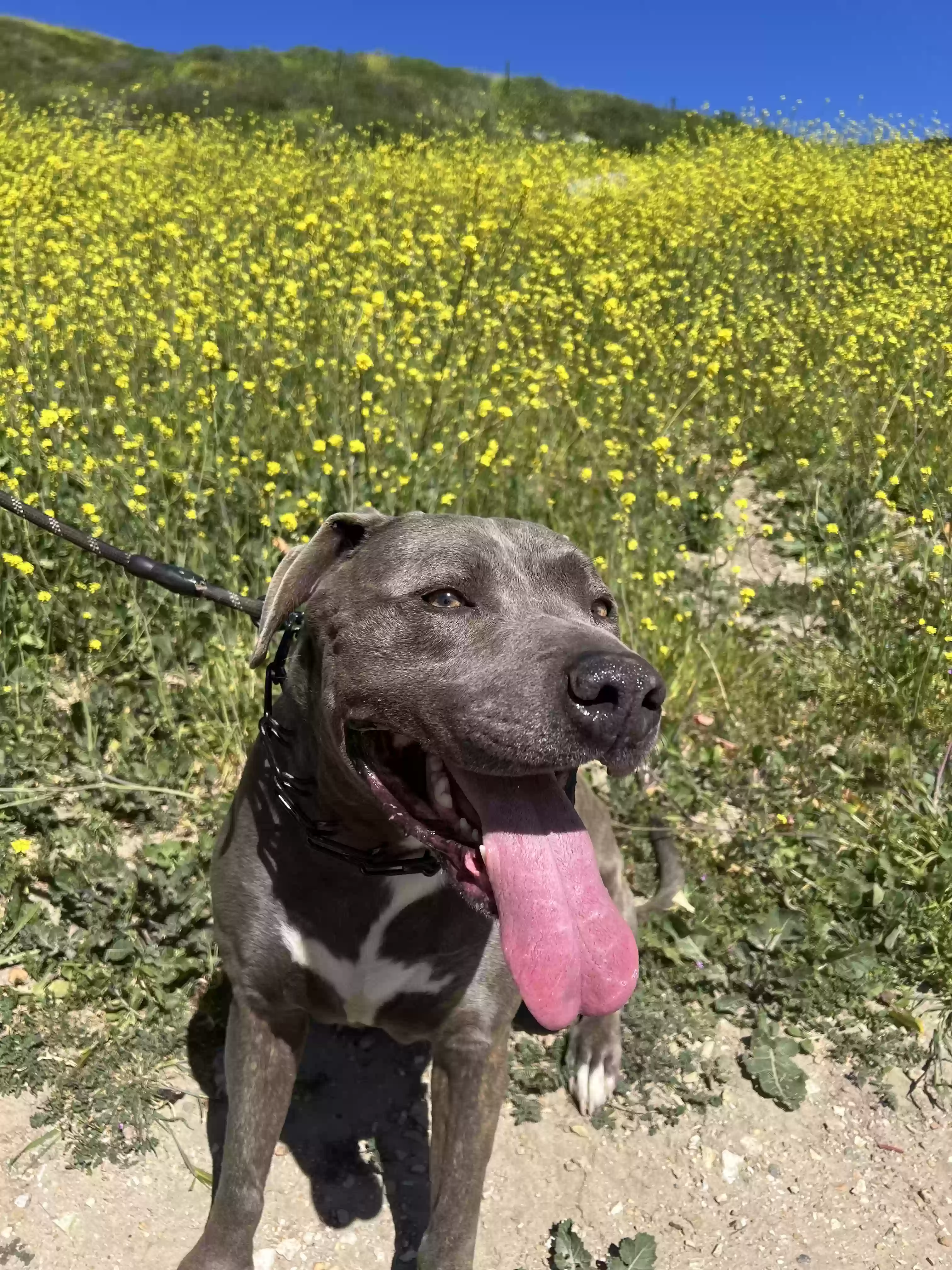 adoptable Dog in Sylmar,CA named Panzer