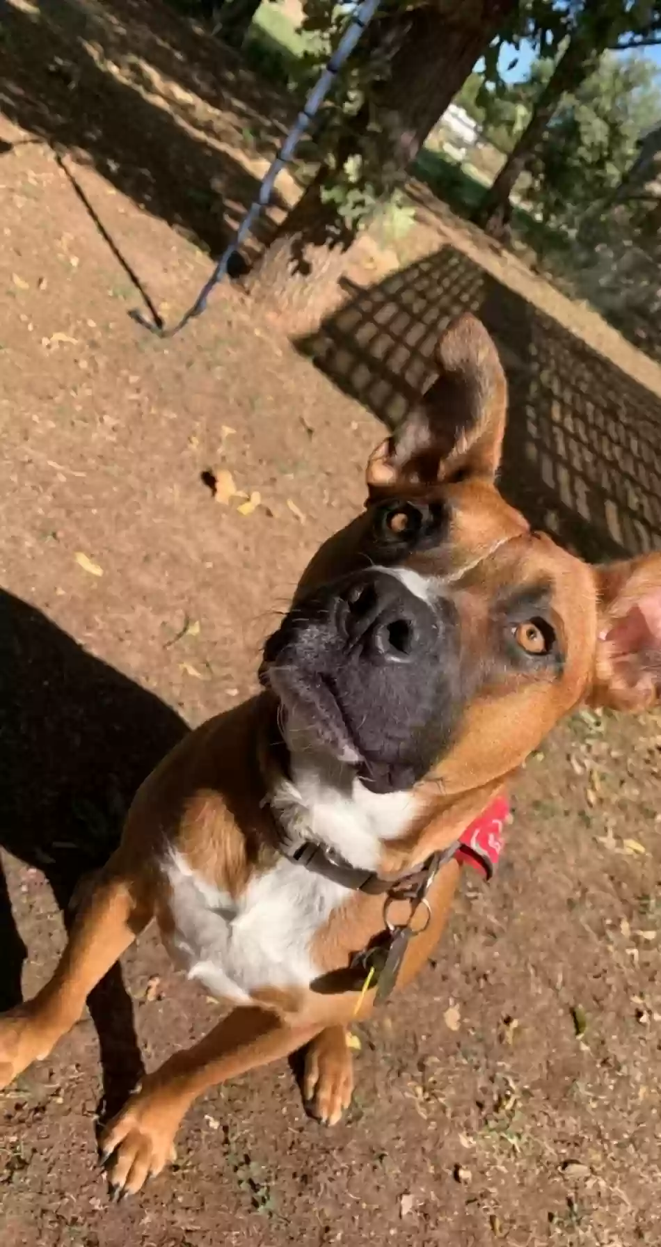 adoptable Dog in Little Elm,TX named Astro