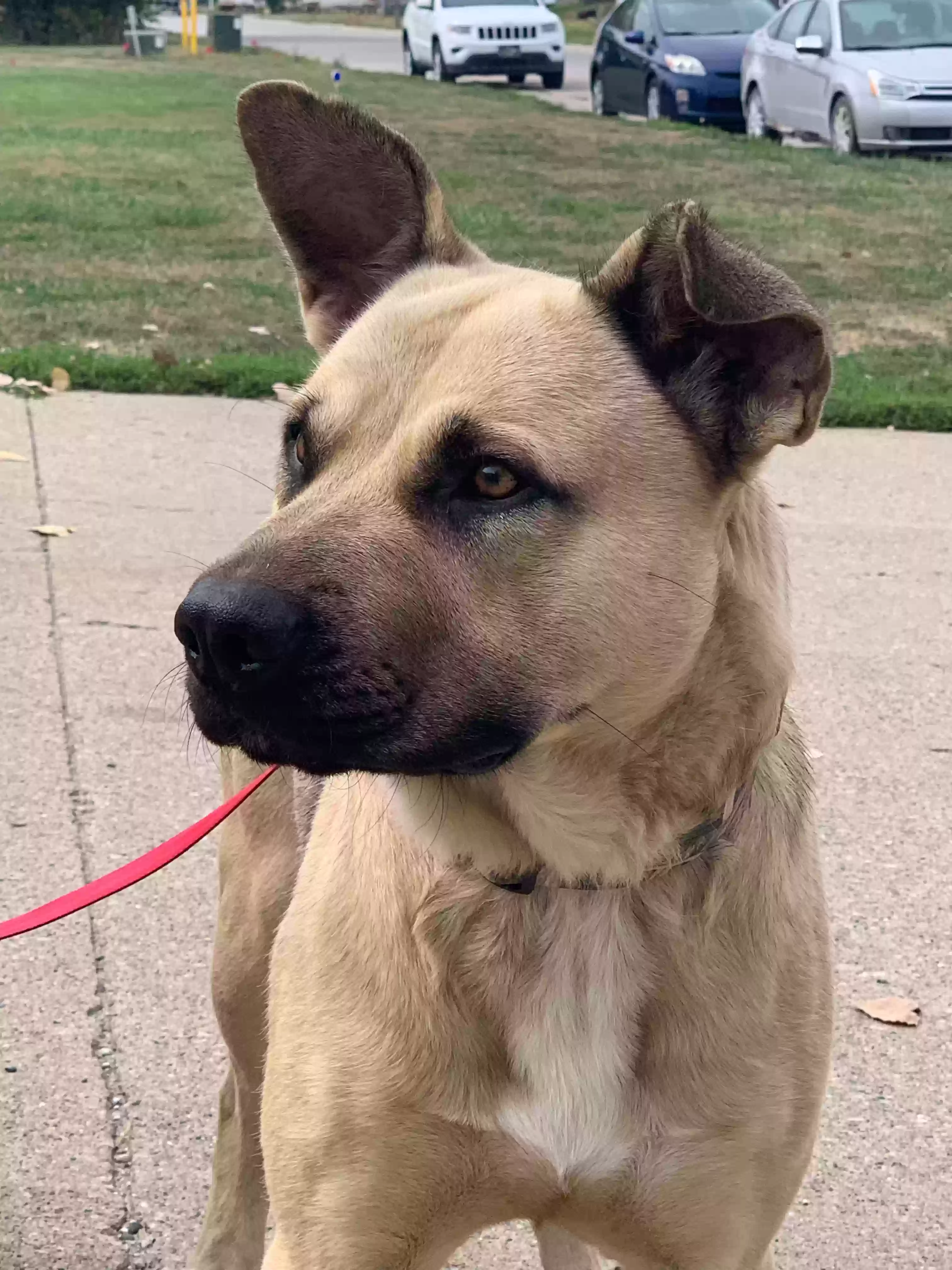 adoptable Dog in Iowa City,IA named Obie