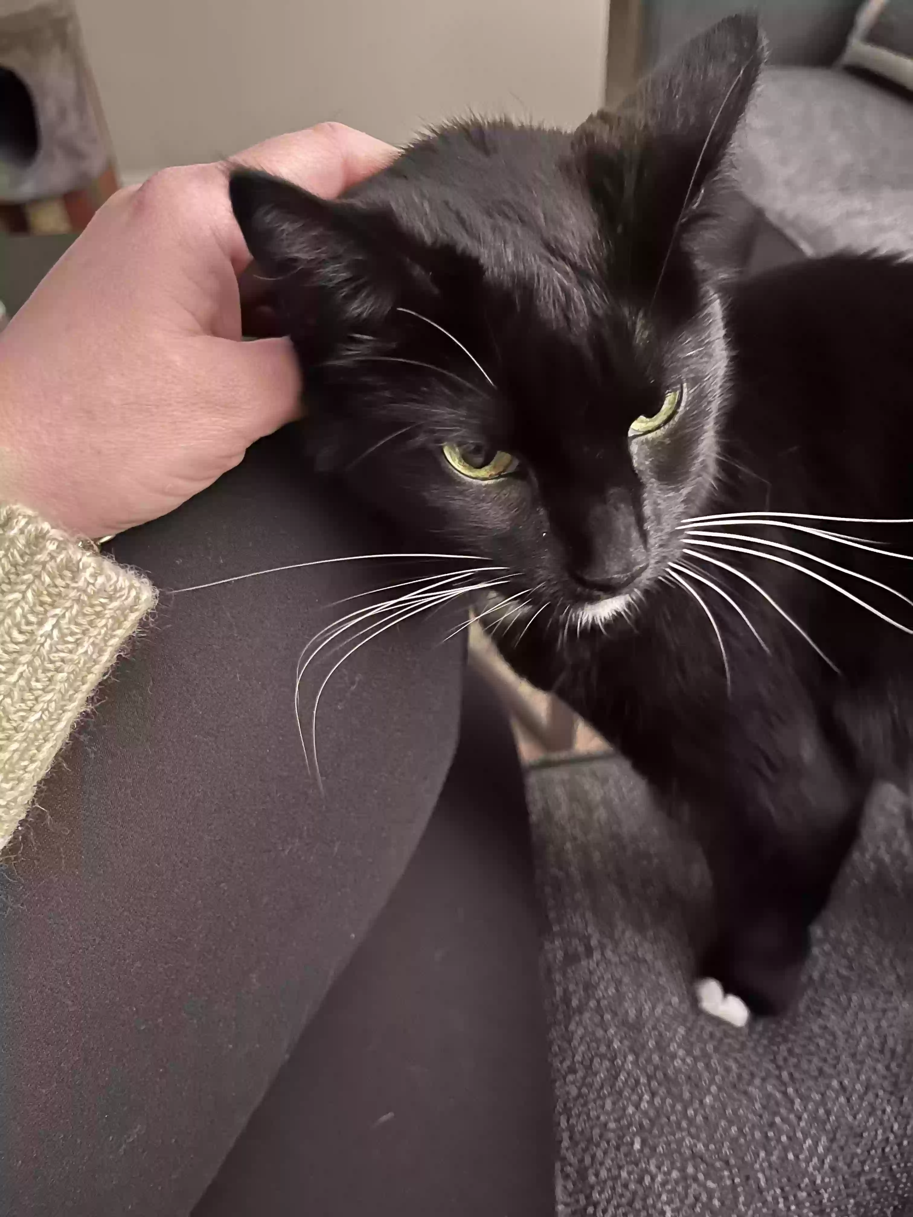 adoptable Cat in Fayetteville,NC named Lucy