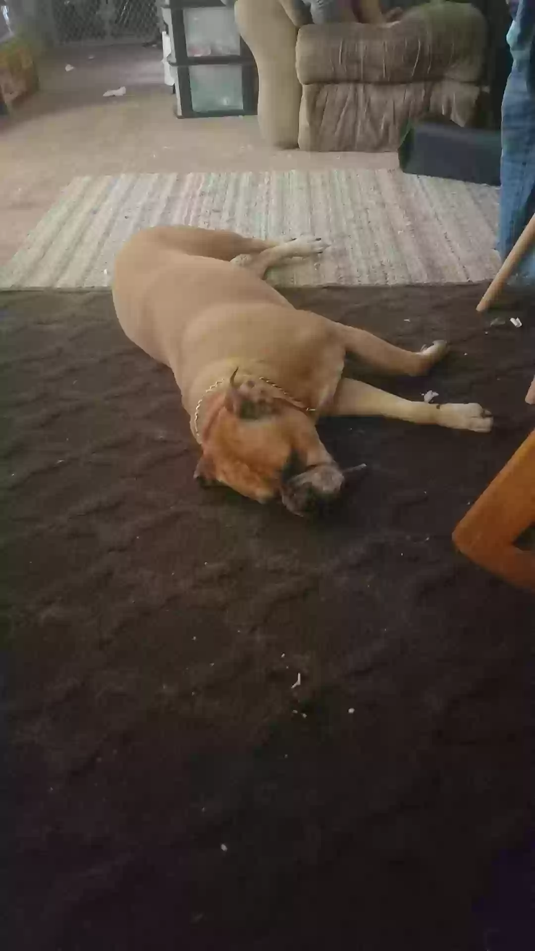 adoptable Dog in Fort Wayne,IN named Phoebe