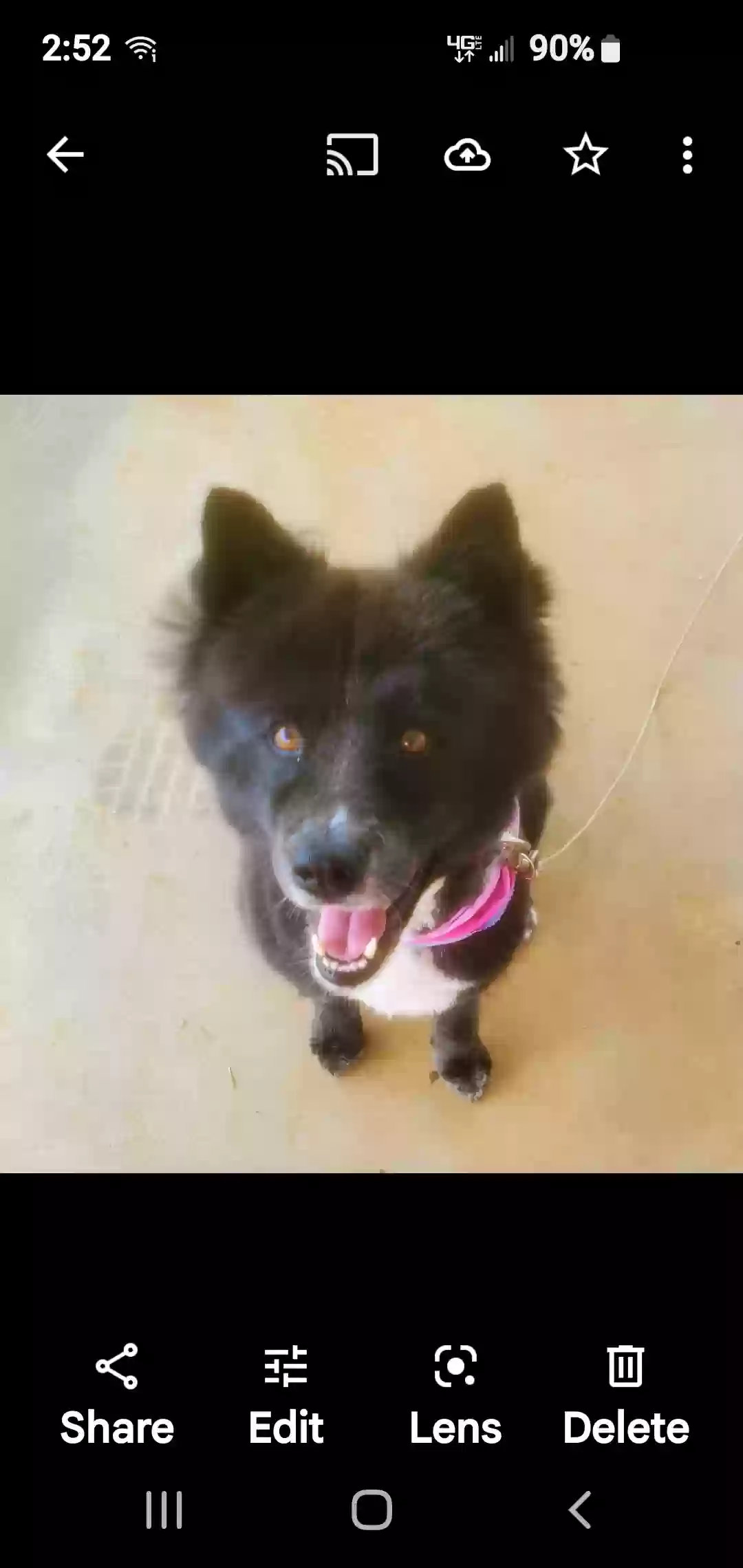 adoptable Dog in Fletcher,NC named Disney