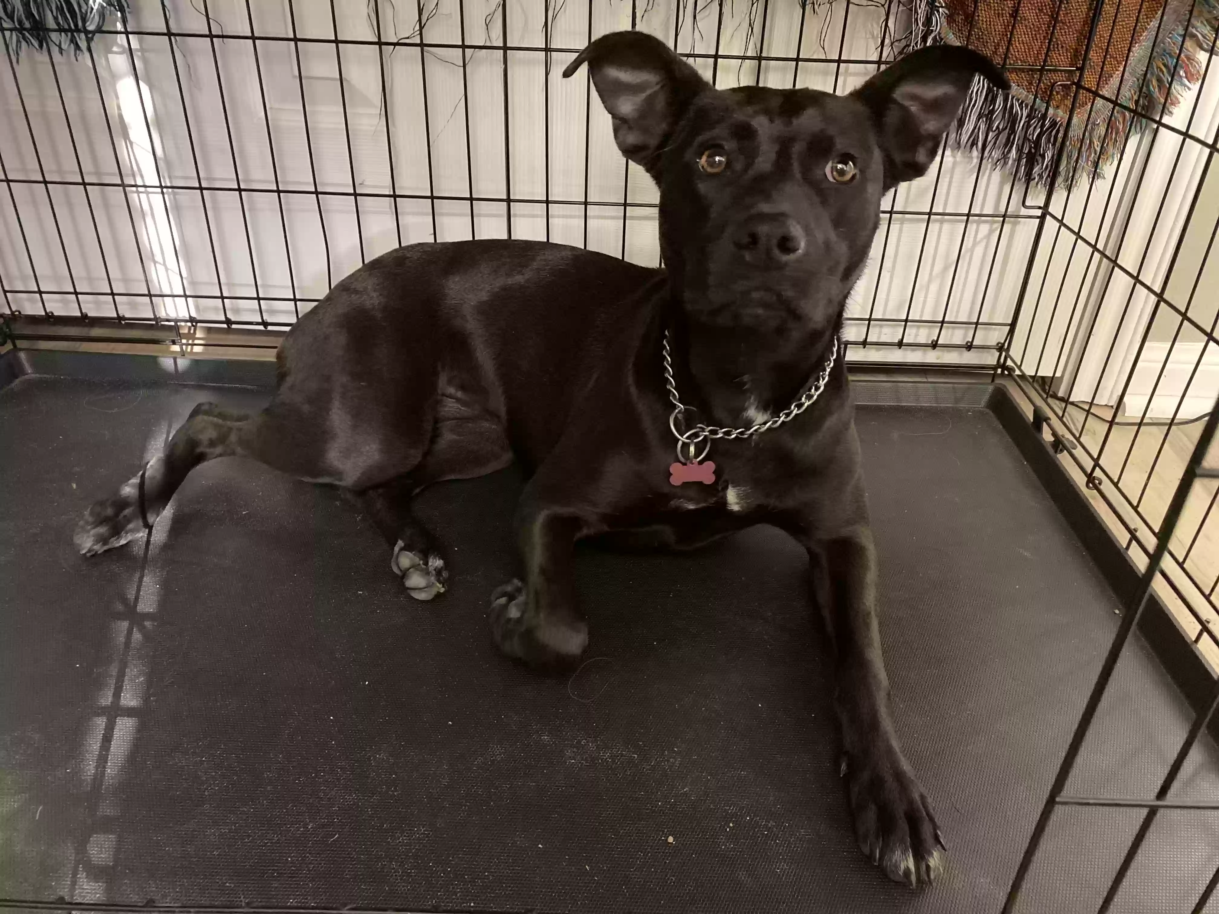 adoptable Dog in Orange,TX named Zoey