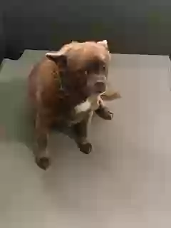 adoptable Dog in Murrieta,CA named Mocha