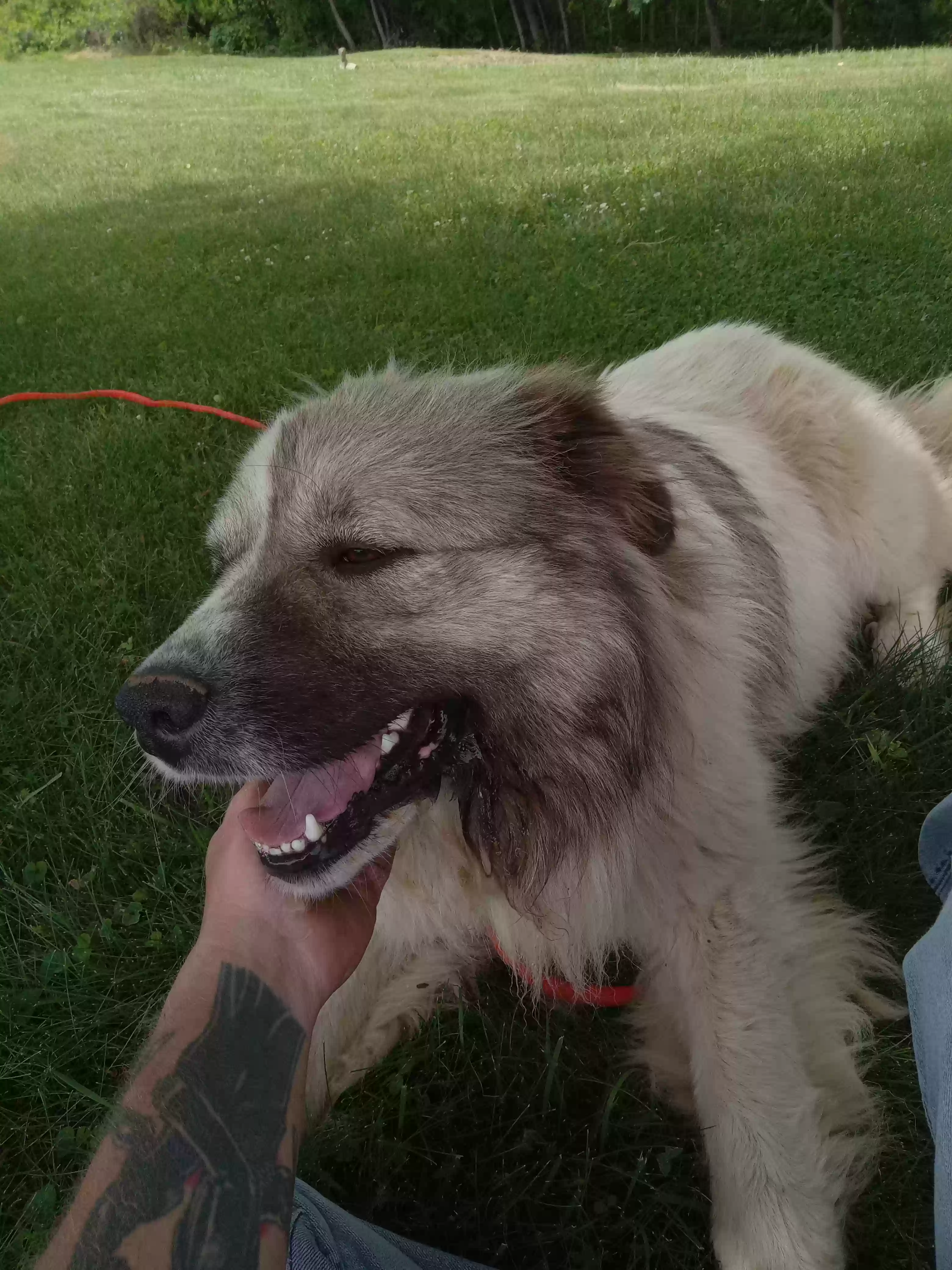 adoptable Dog in Castlewood,VA named Stella