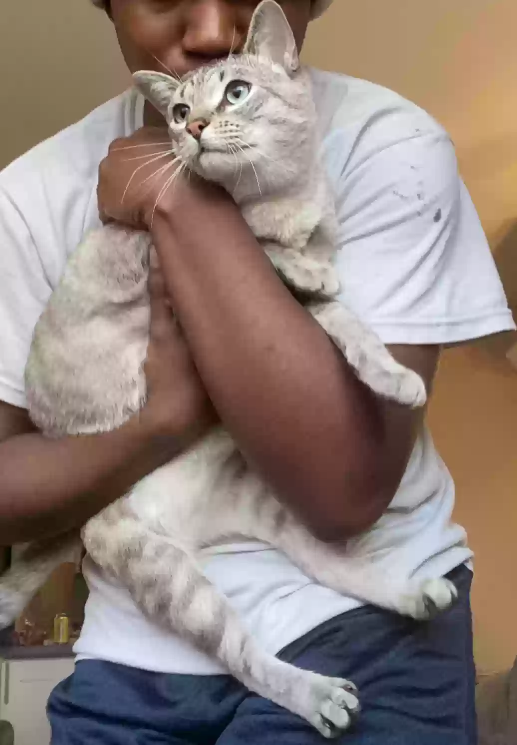 adoptable Cat in Los Angeles,CA named Mushi