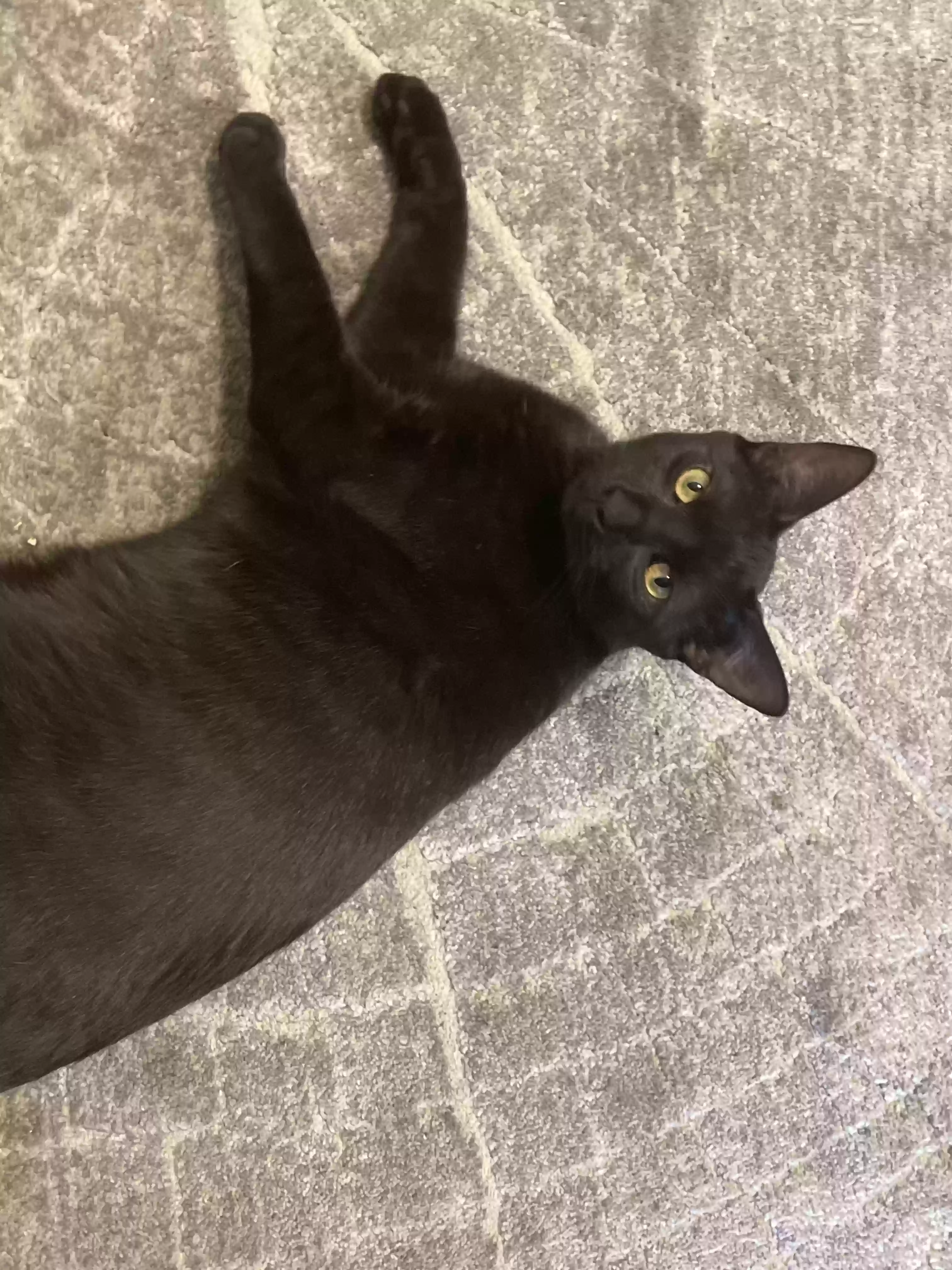 adoptable Cat in Quincy,MA named Chomper and blackness