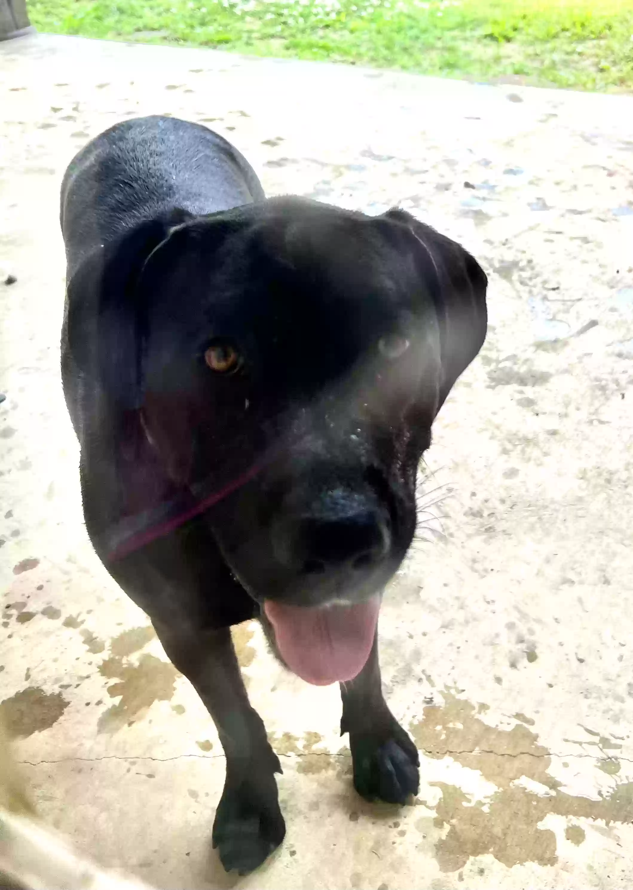 adoptable Dog in Vicksburg,MS named Roxy
