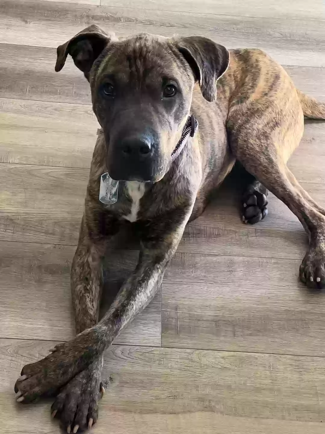 adoptable Dog in La Mesa,CA named Chico
