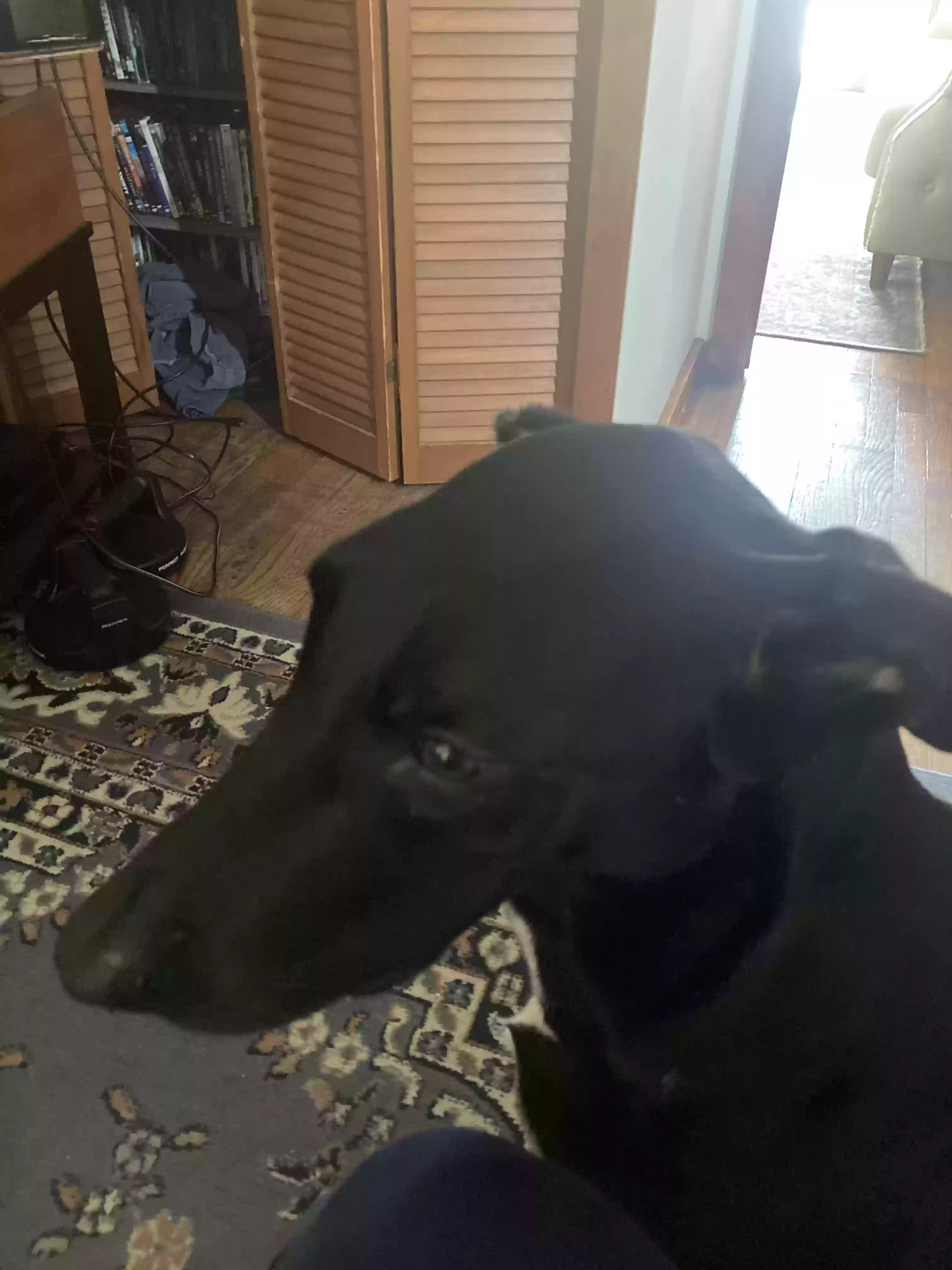 adoptable Dog in Gloucester,MA named Nala