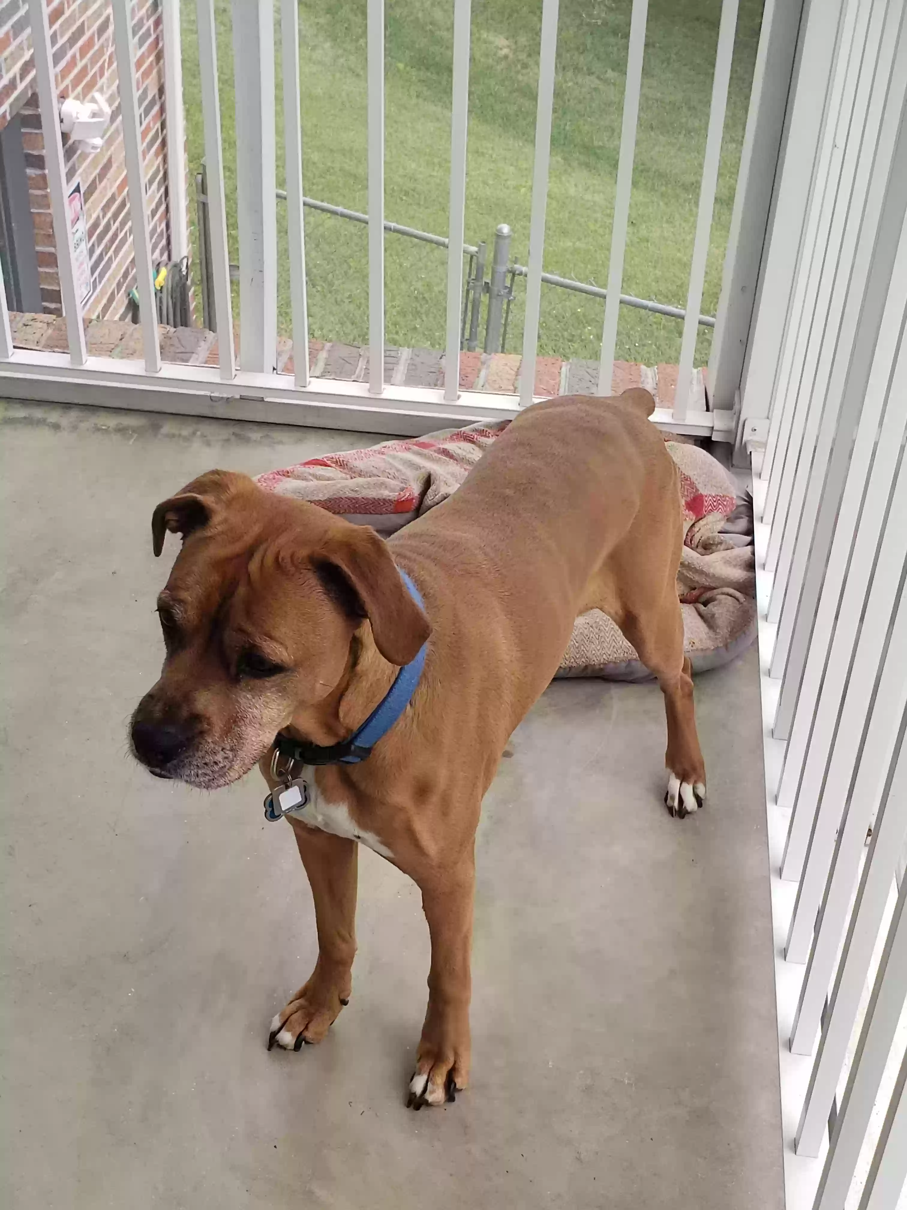 adoptable Dog in Johnson City,TN named Ollie