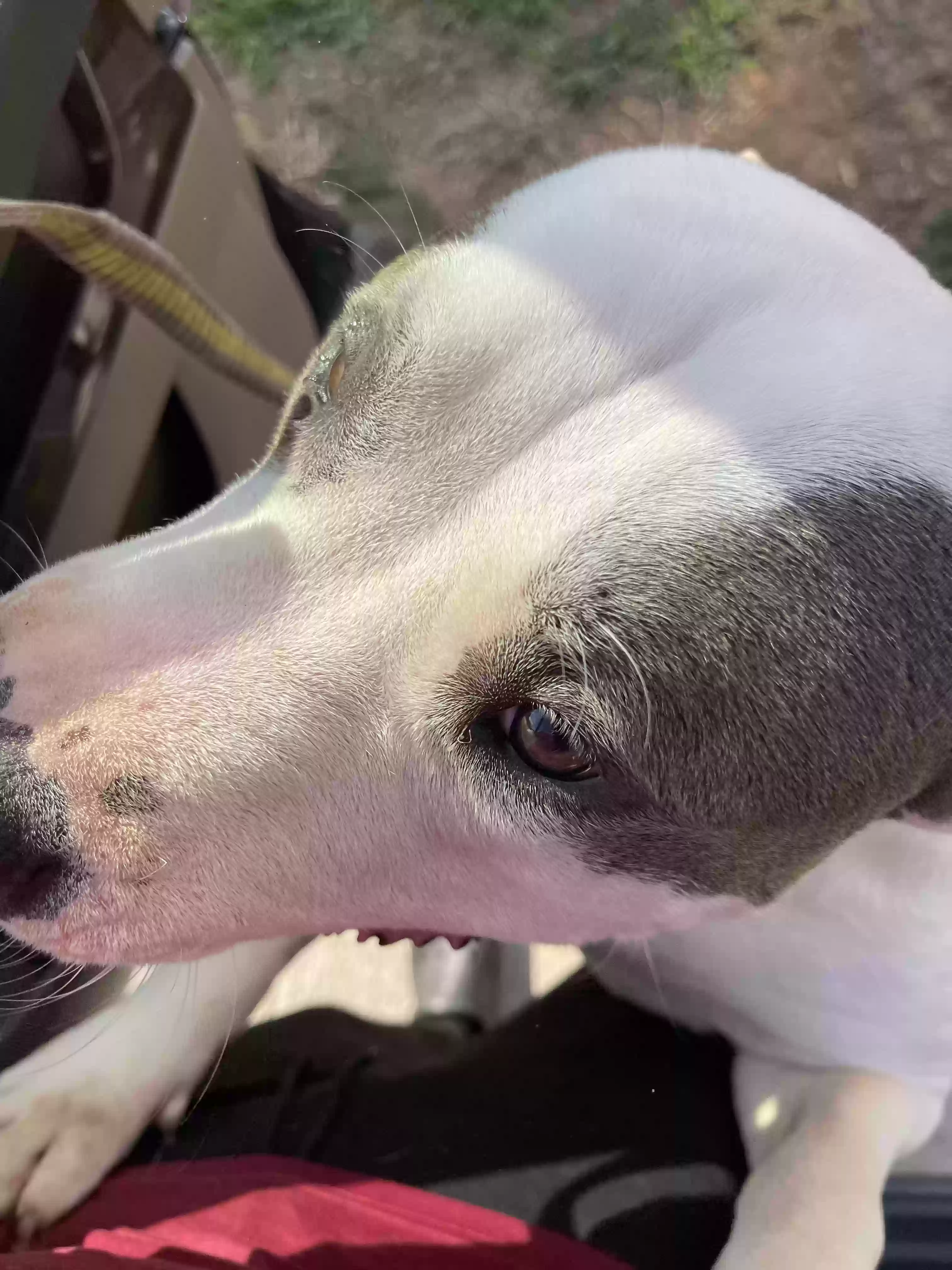 adoptable Dog in Lithonia,GA named CJ