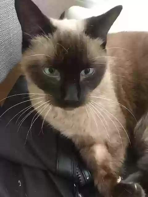 adoptable Cat in New York,NY named Sheeru