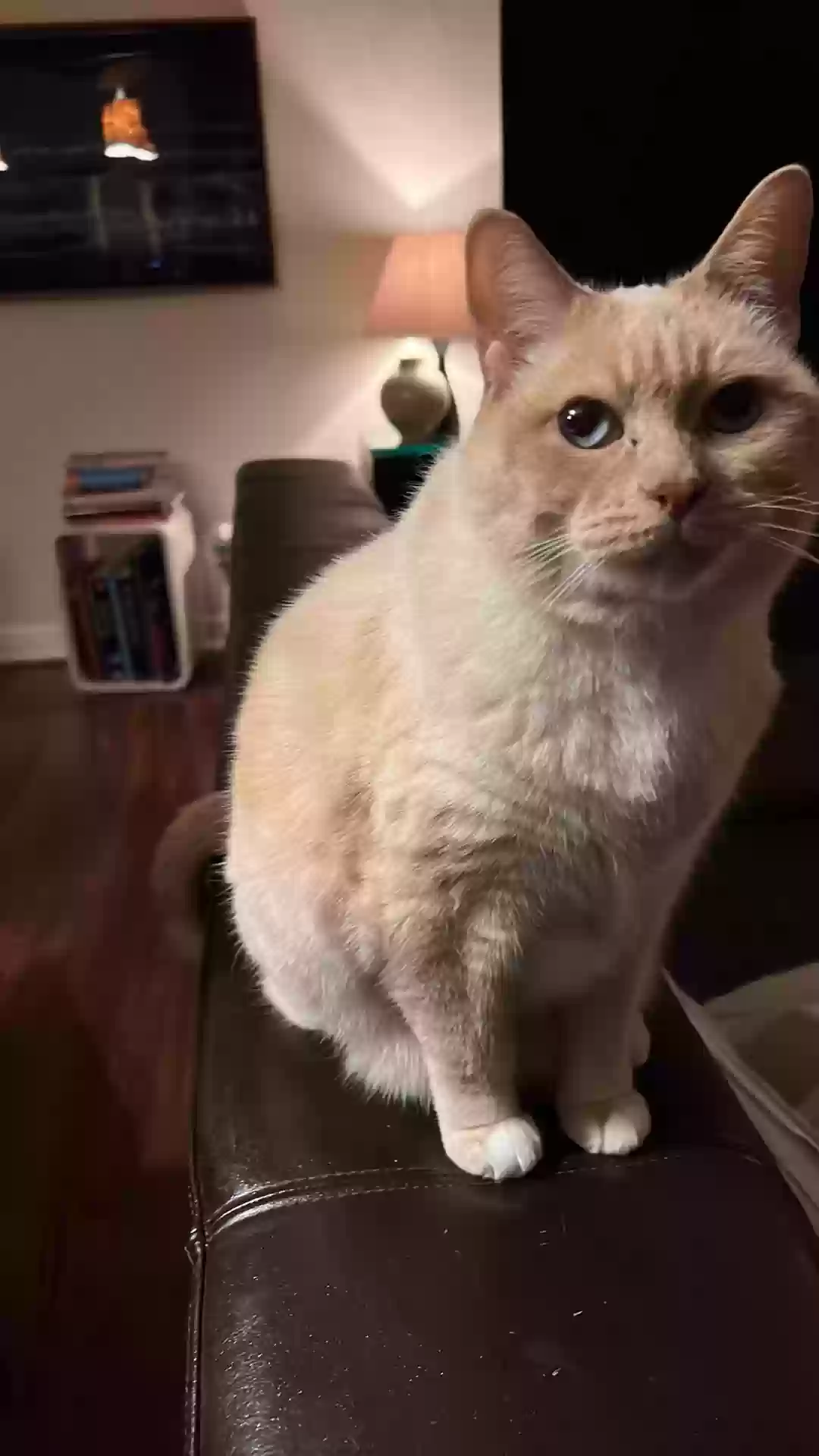 adoptable Cat in Tulsa,OK named Louis