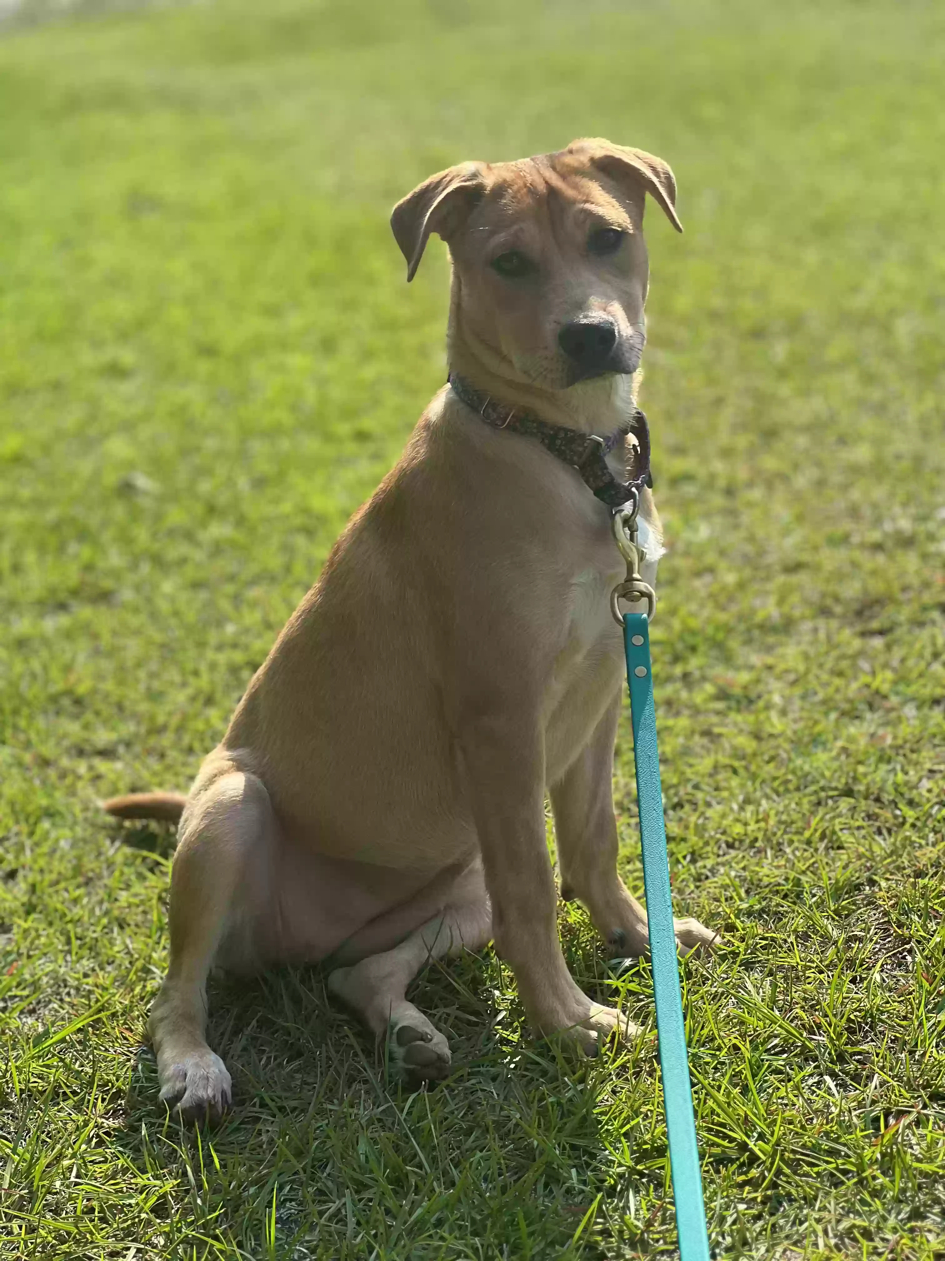 adoptable Dog in Rocky Mount,NC named Hunny