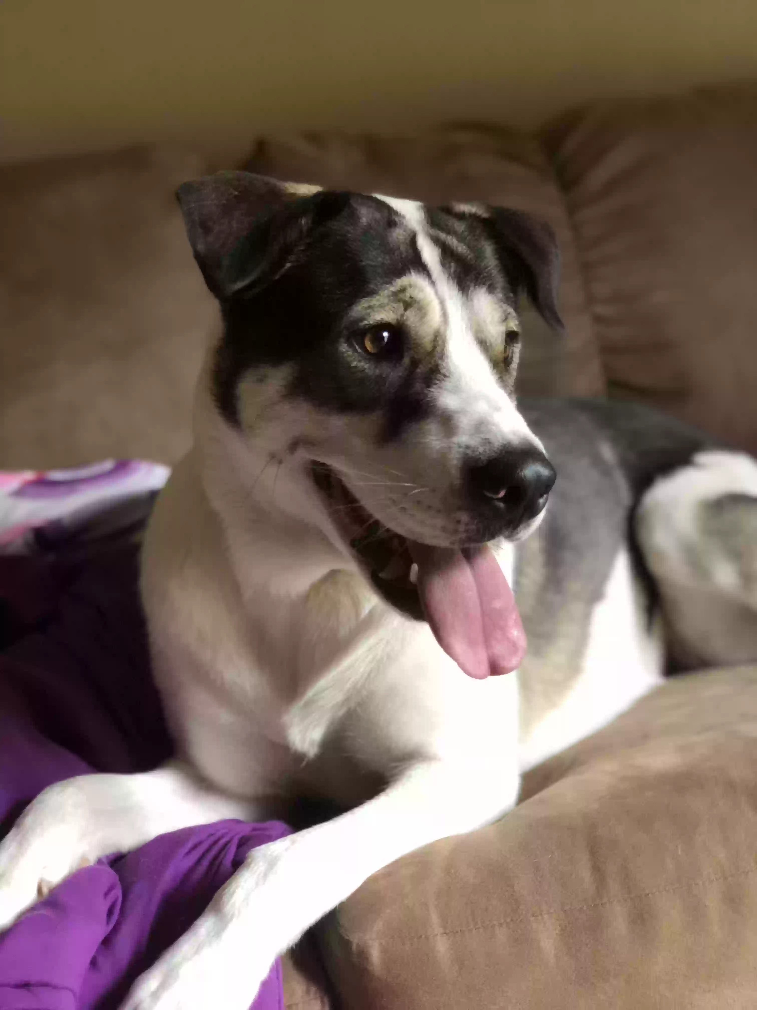 adoptable Dog in Colorado Springs,CO named Dessen