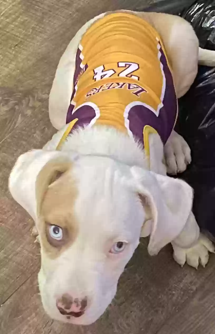 adoptable Dog in Belleville,IL named Sampson