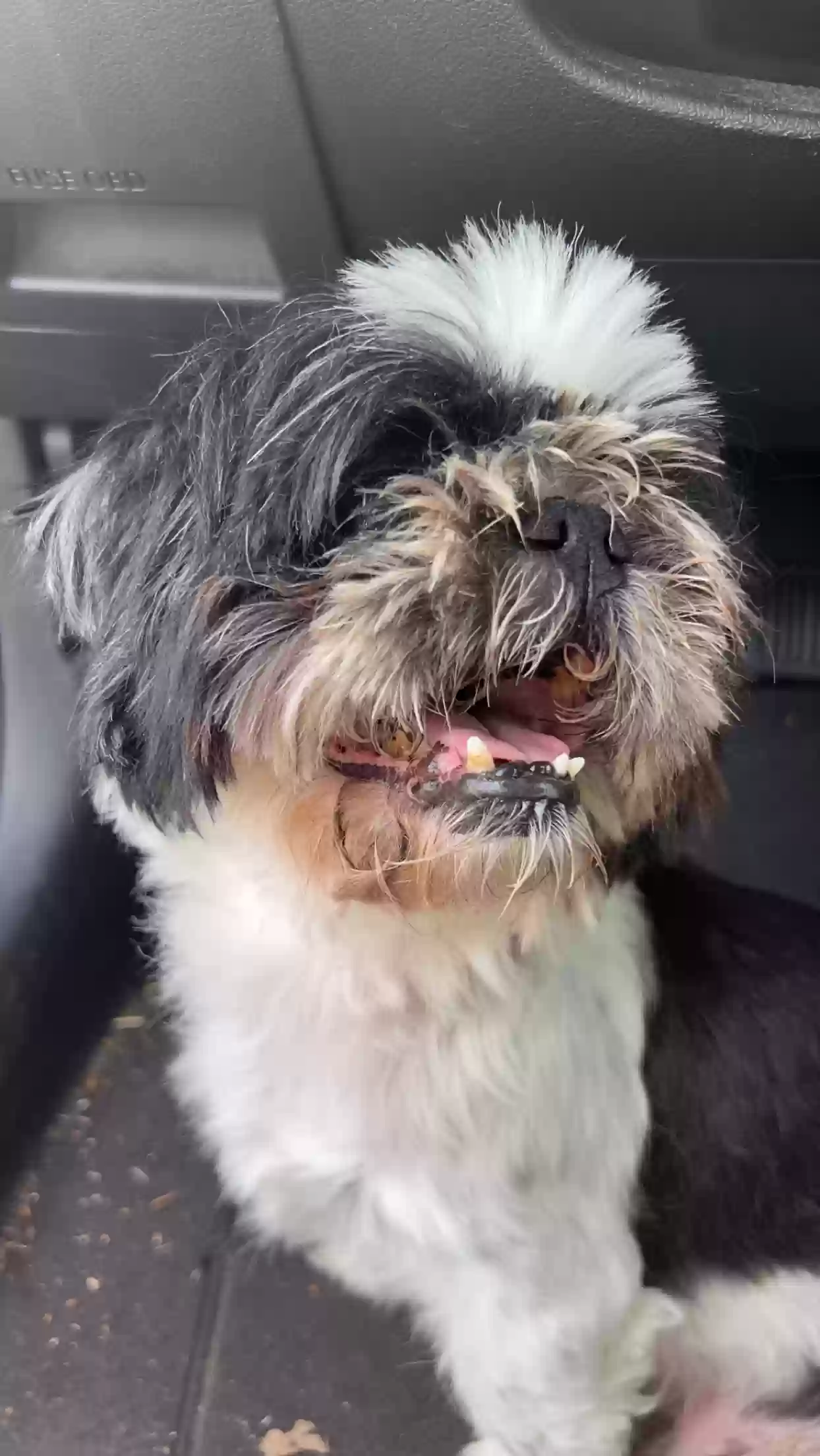 adoptable Dog in Woodbridge,VA named Cody