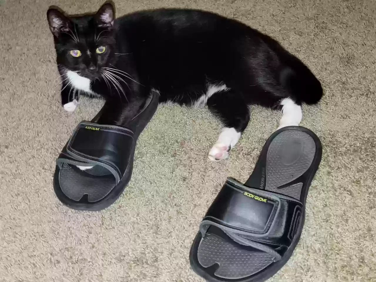adoptable Cat in Reidsville,GA named MONIE