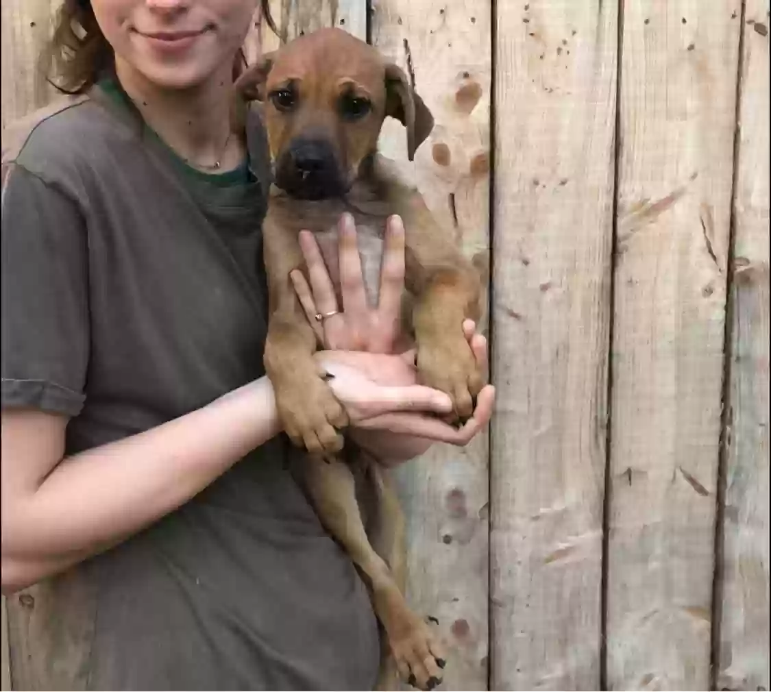 adoptable Dog in Saint James,MO named Ringo 