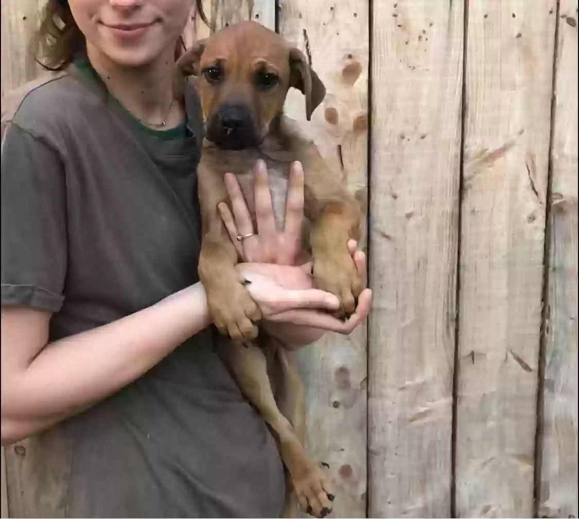 adoptable Dog in Saint James,MO named Ringo