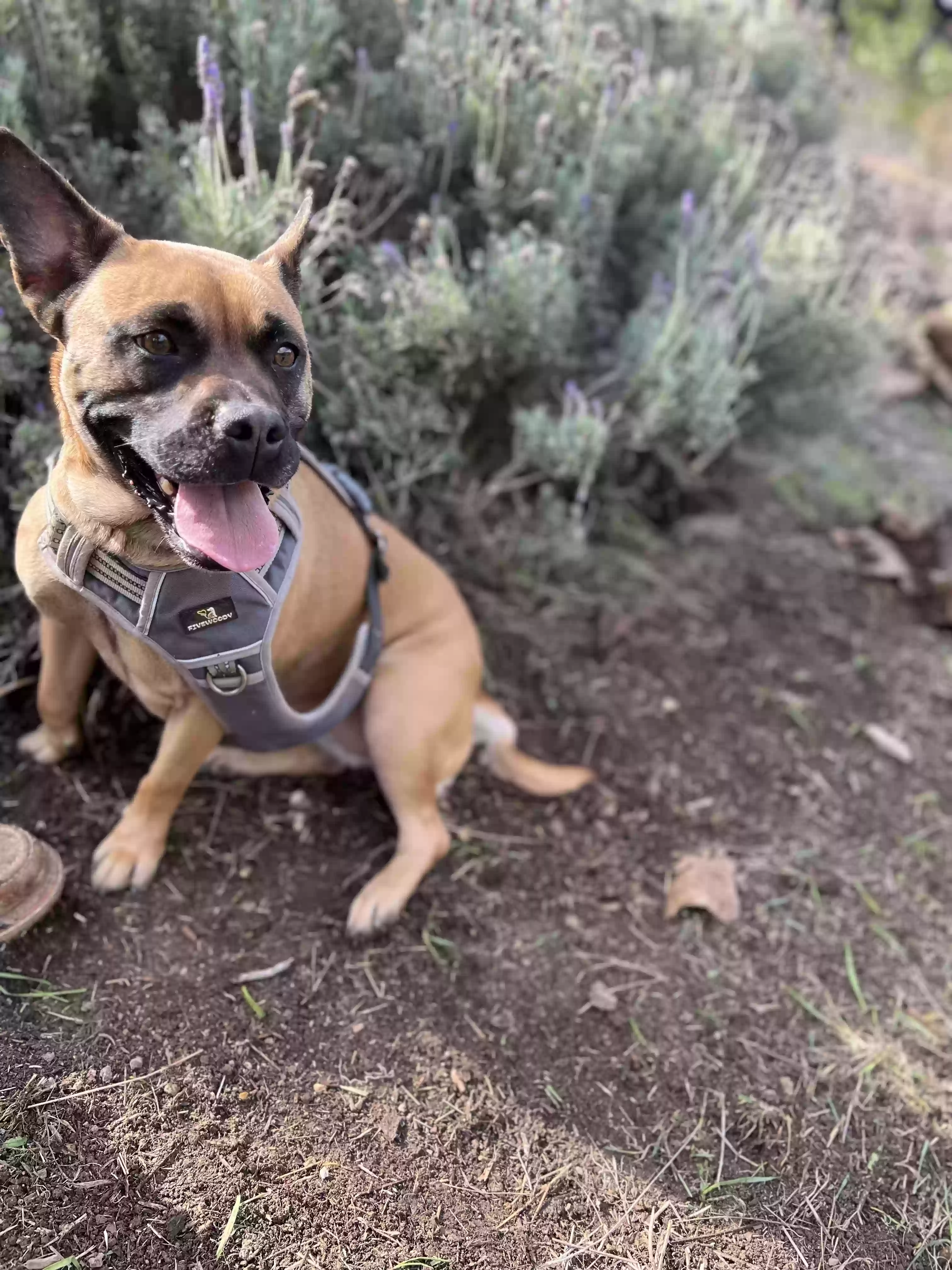 adoptable Dog in Ventura,CA named Billie