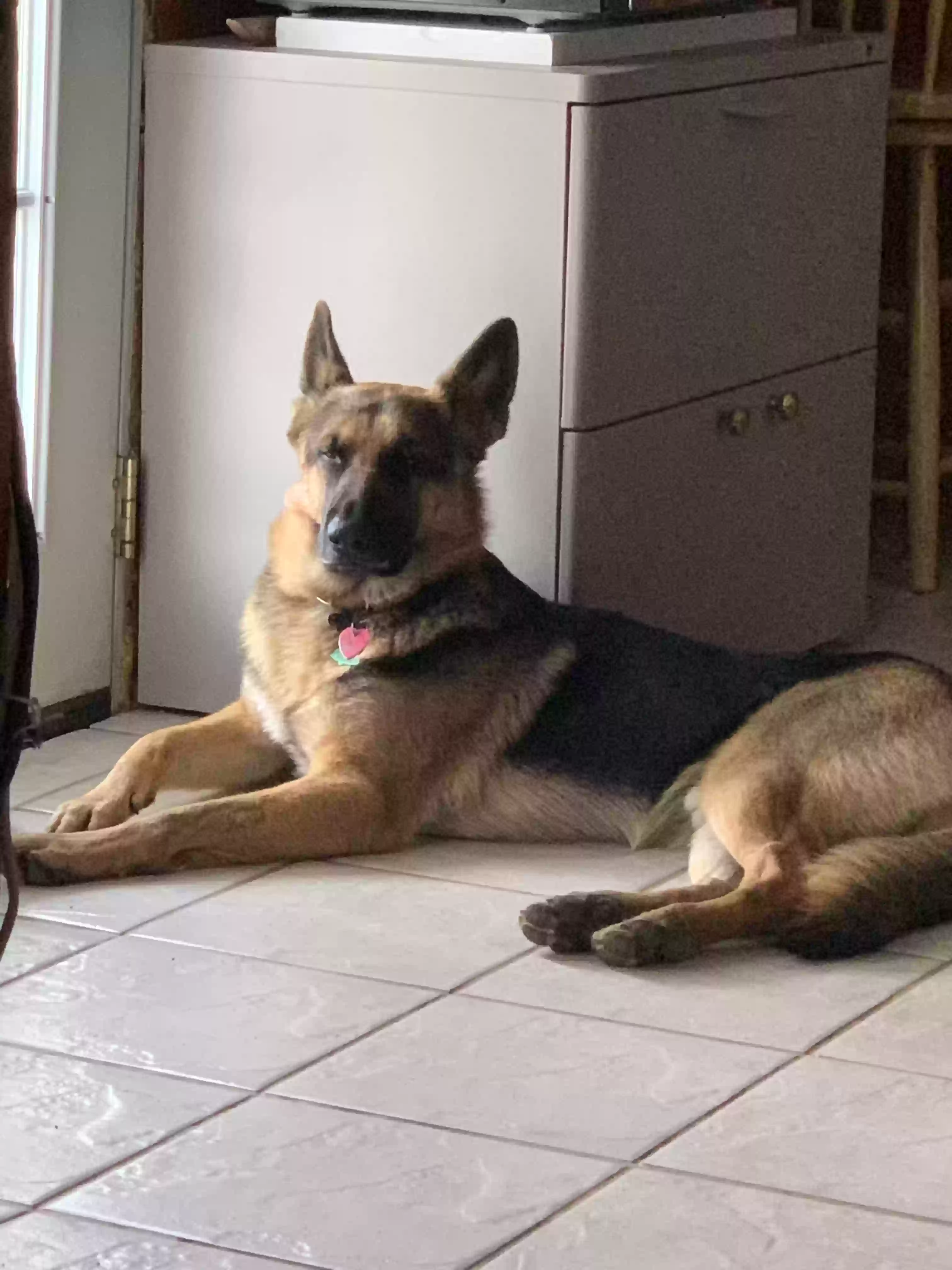 adoptable Dog in Irving,TX named Apollo
