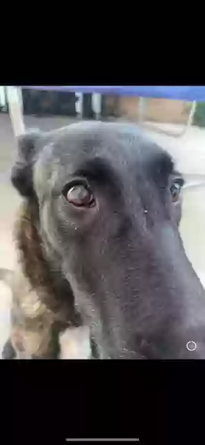 adoptable Dog in Yucaipa,CA named Nyxy