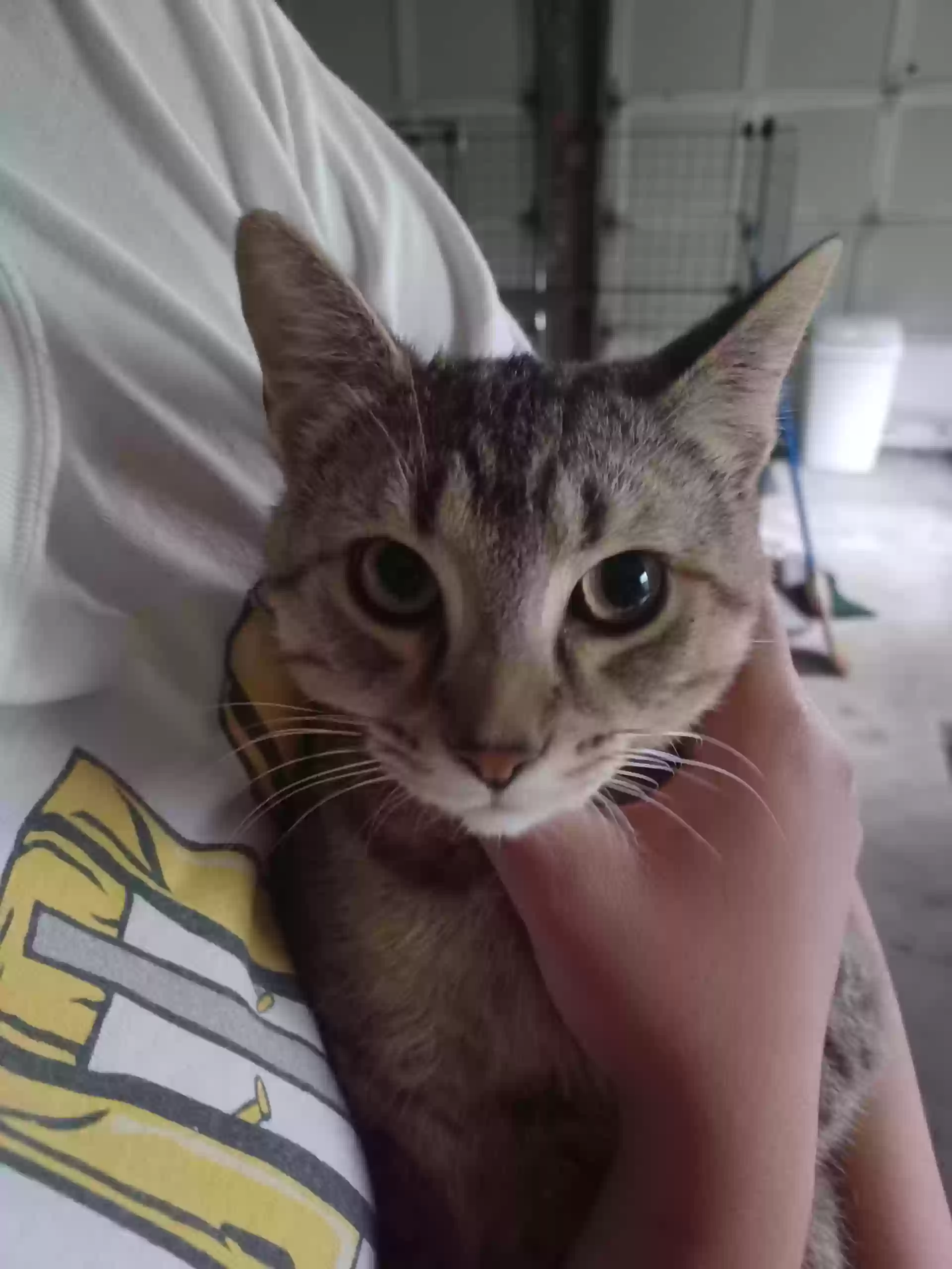 adoptable Cat in Hamilton,OH named Nine