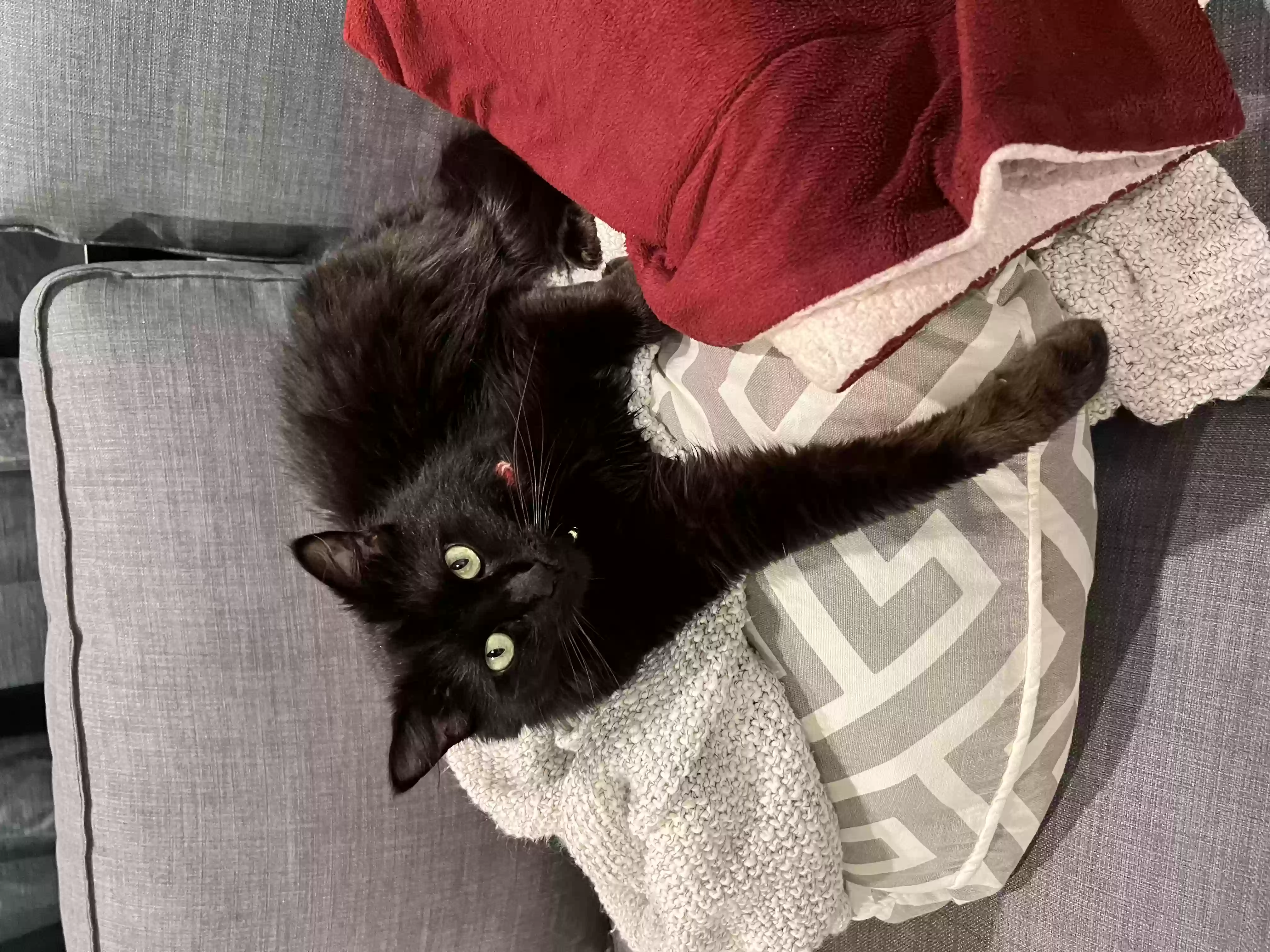 adoptable Cat in Ontario,CA named Bella