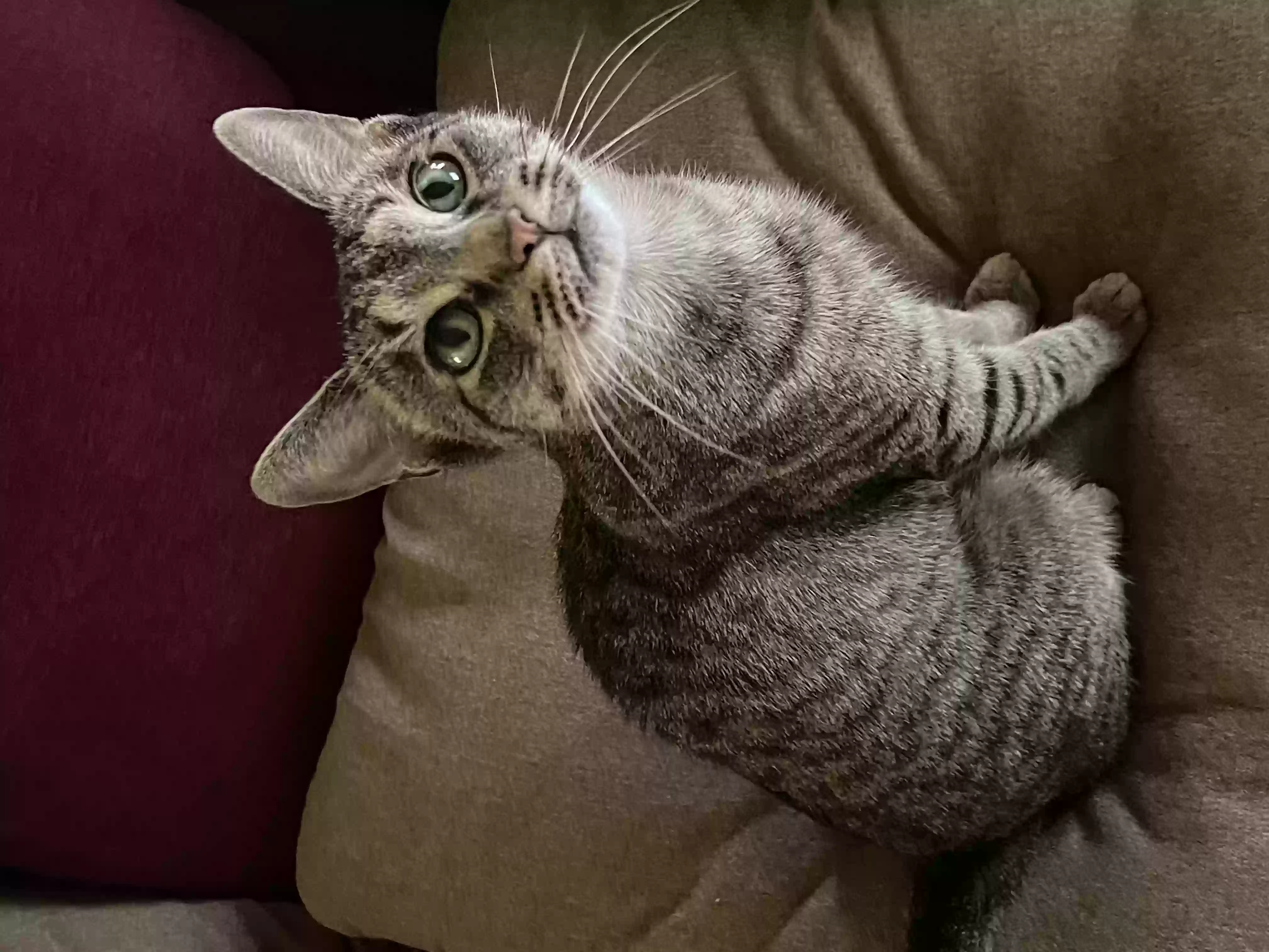 adoptable Cat in Rocky Point,NY named “Mama”