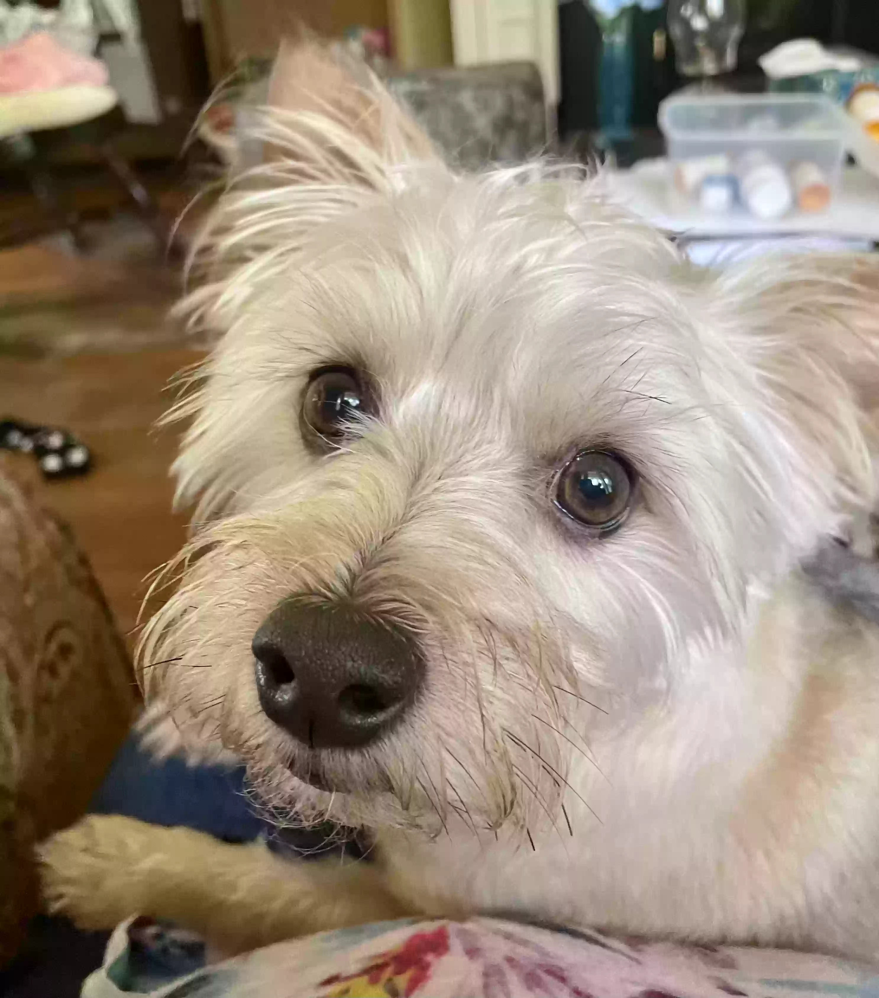 adoptable Dog in Hot Springs National Park,AR named Ricky