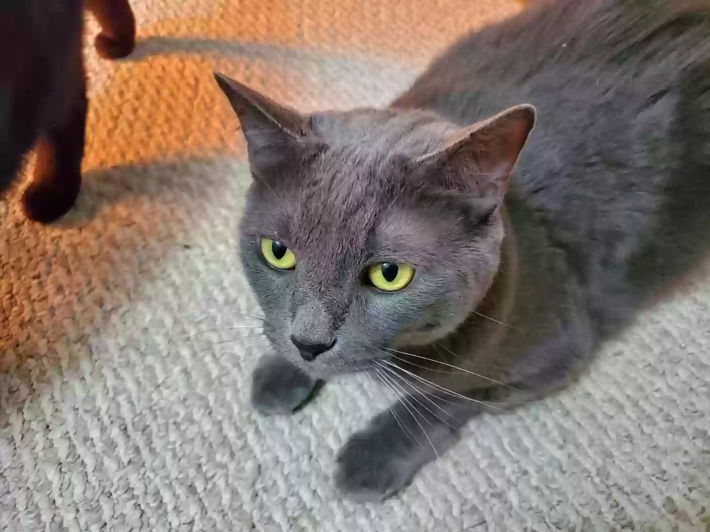 adoptable Cat in Glenview,IL named Haru