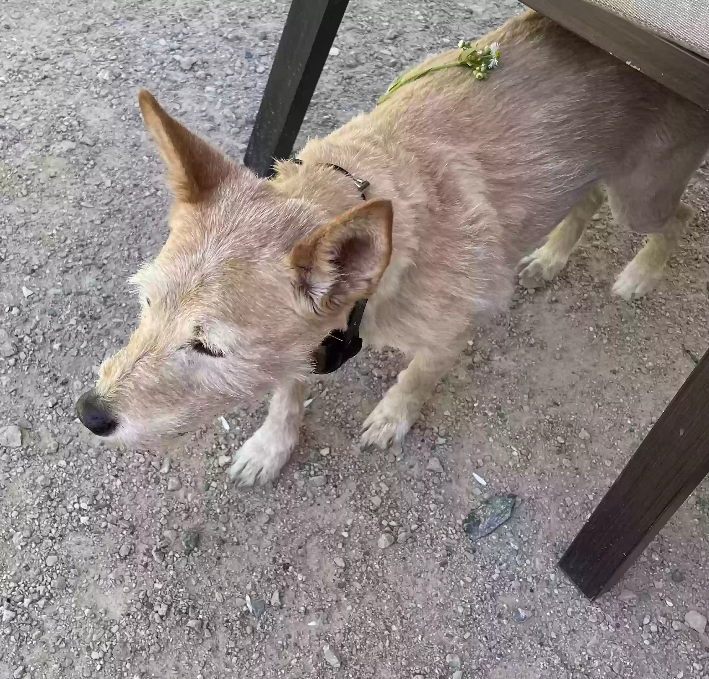 adoptable Dog in West Bloomfield,MI named Arwen
