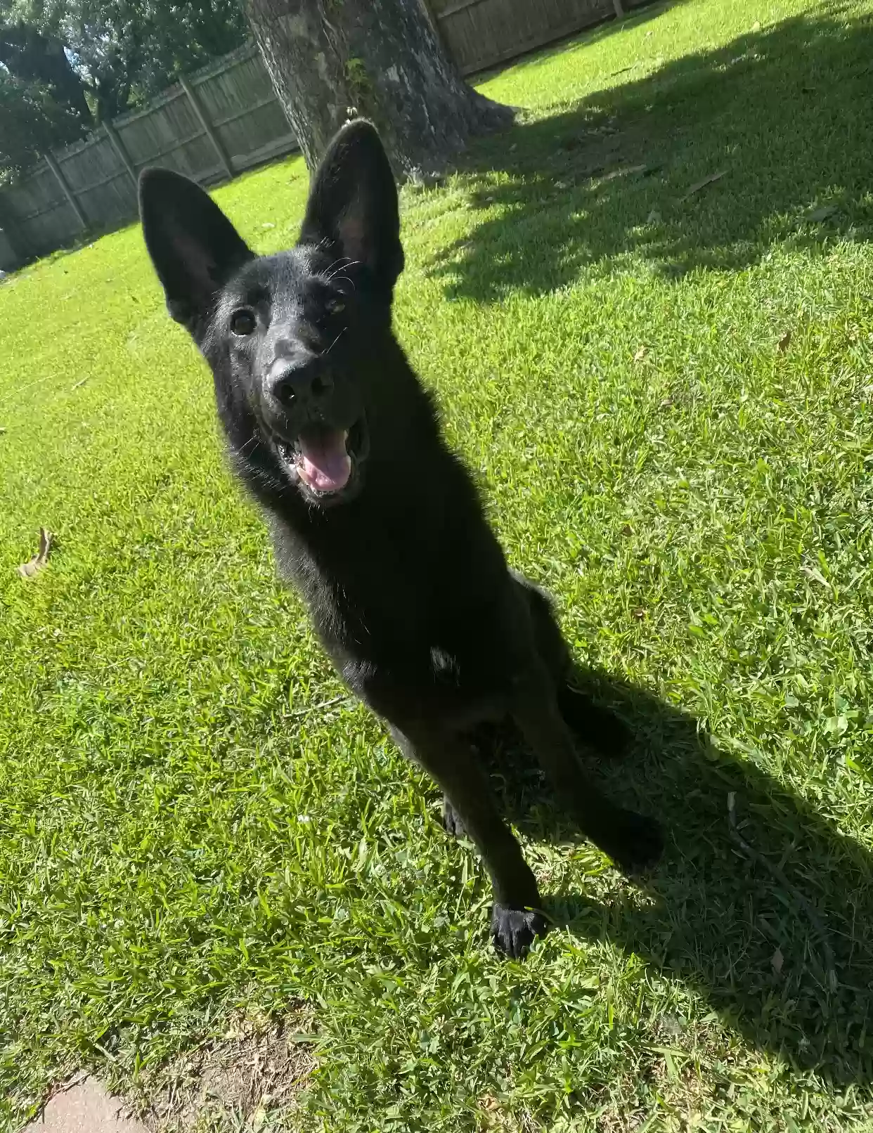 adoptable Dog in Greenwell Springs,LA named Kona