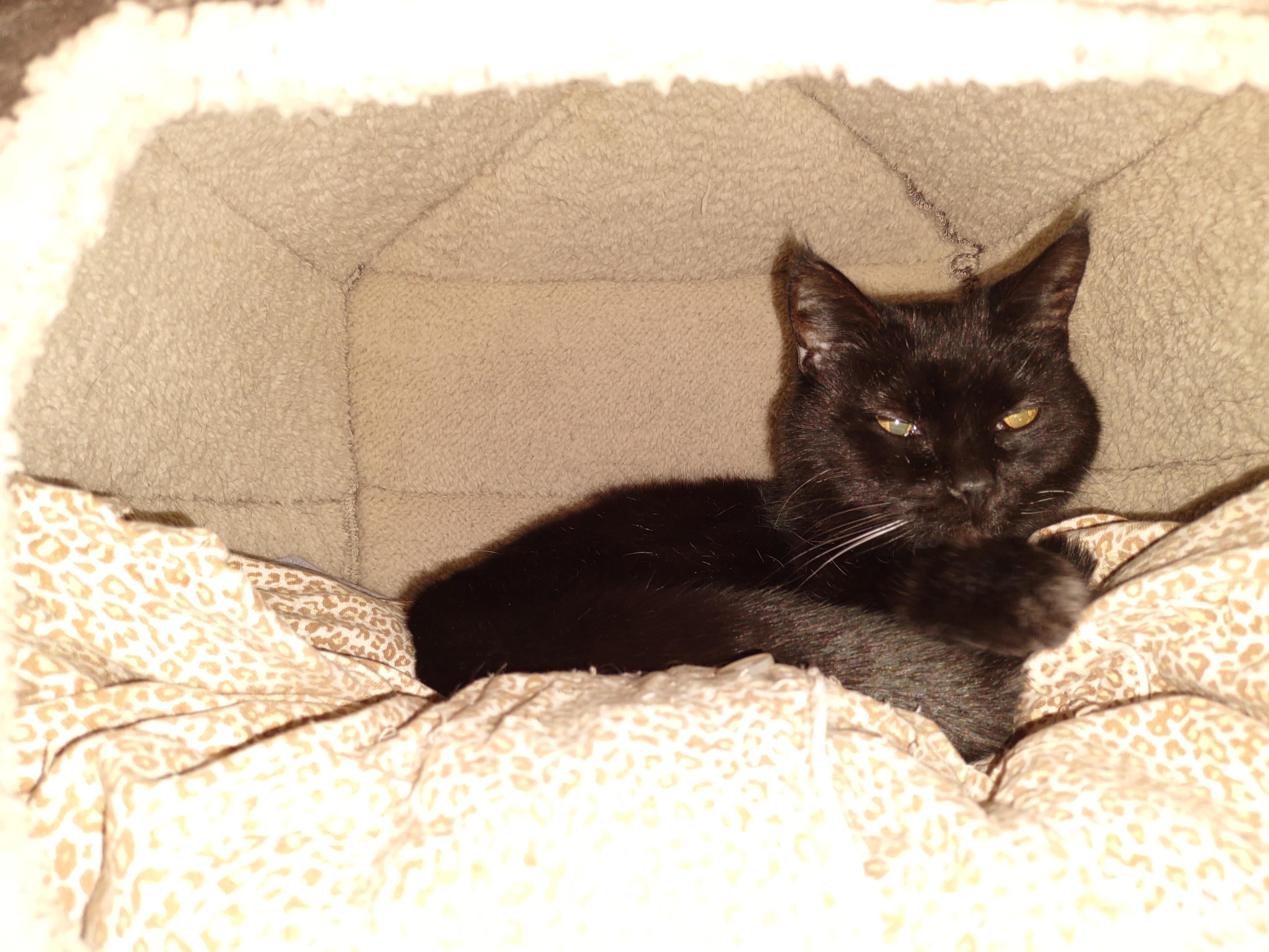 adoptable Cat in Peoria,IL named Lil Bit Blacky