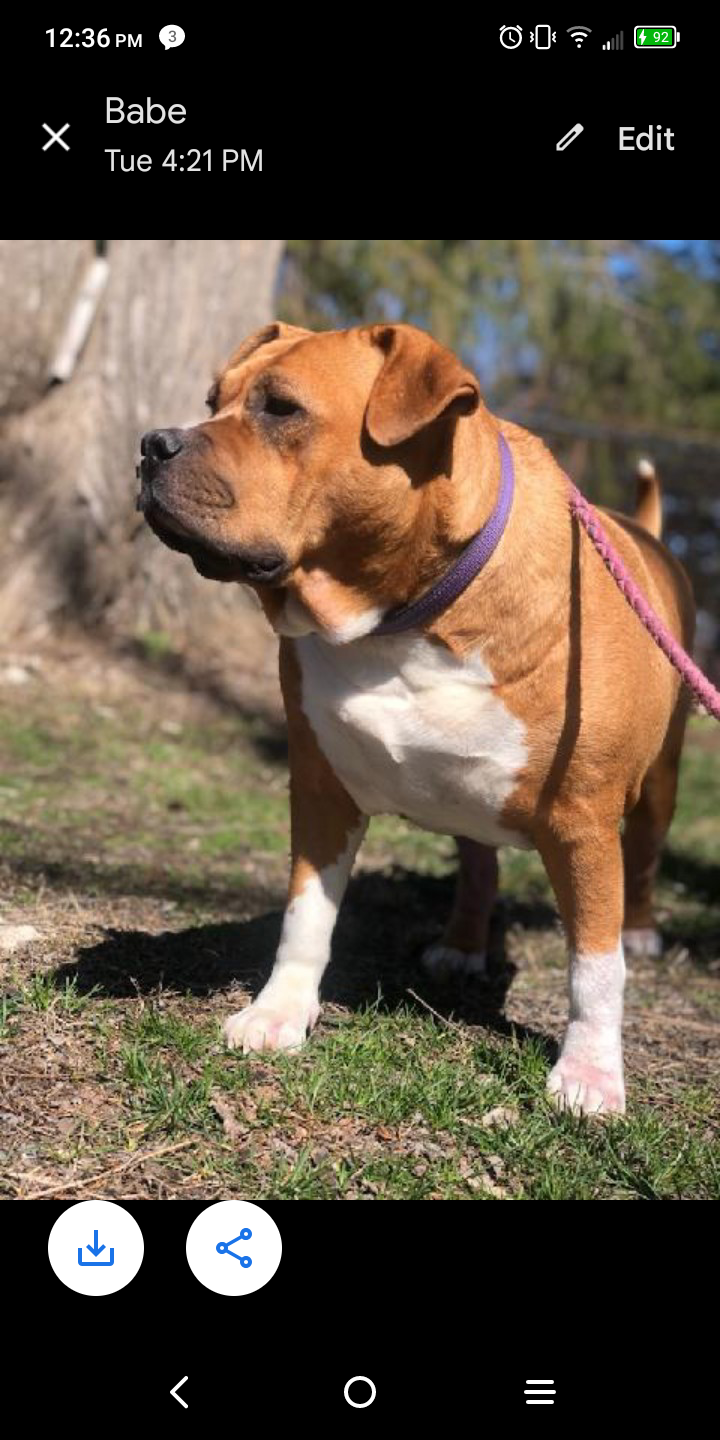adoptable Dog in Jeffersonville,VT named Sookie
