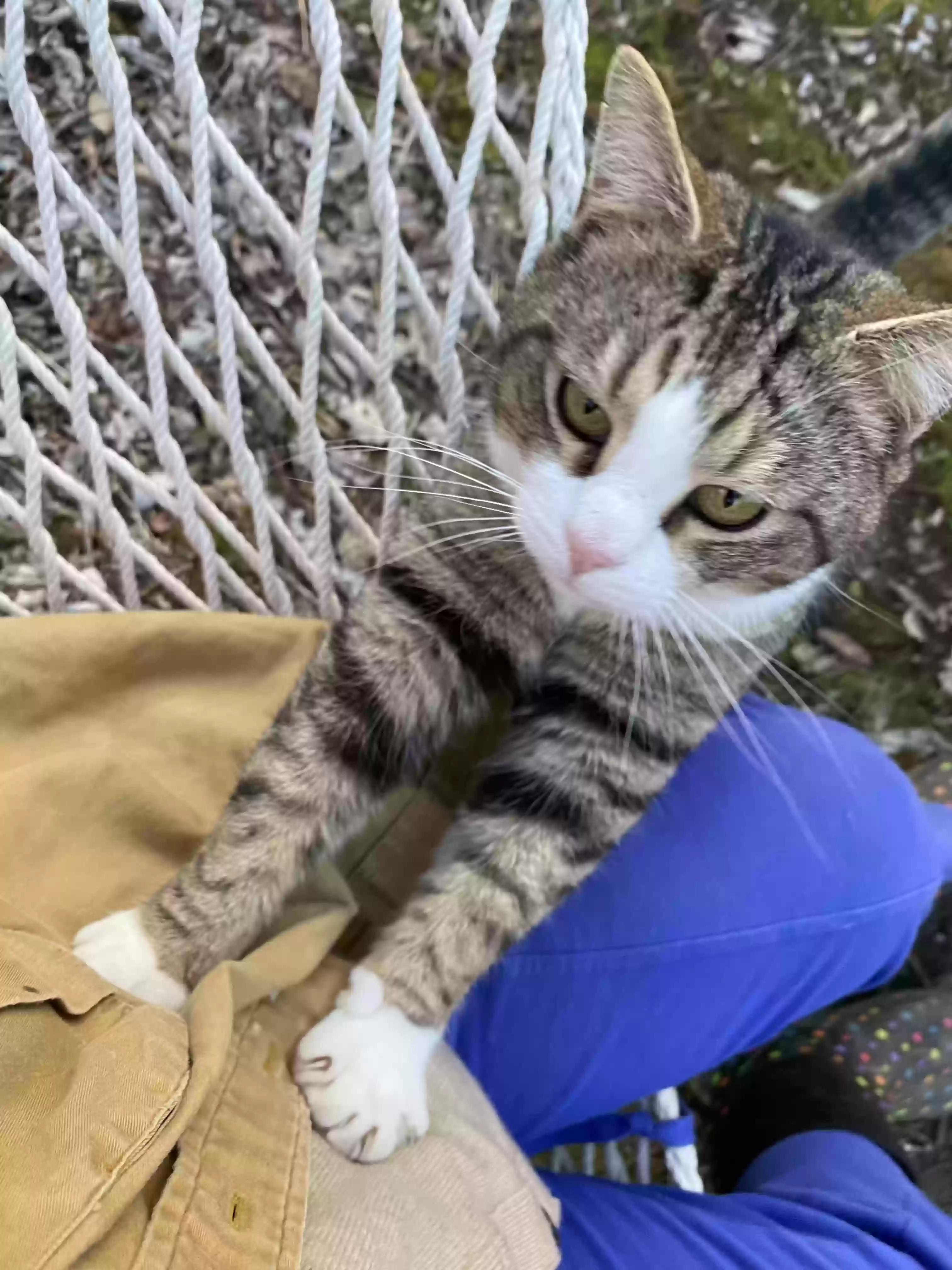 adoptable Cat in Camden,OH named Buddy