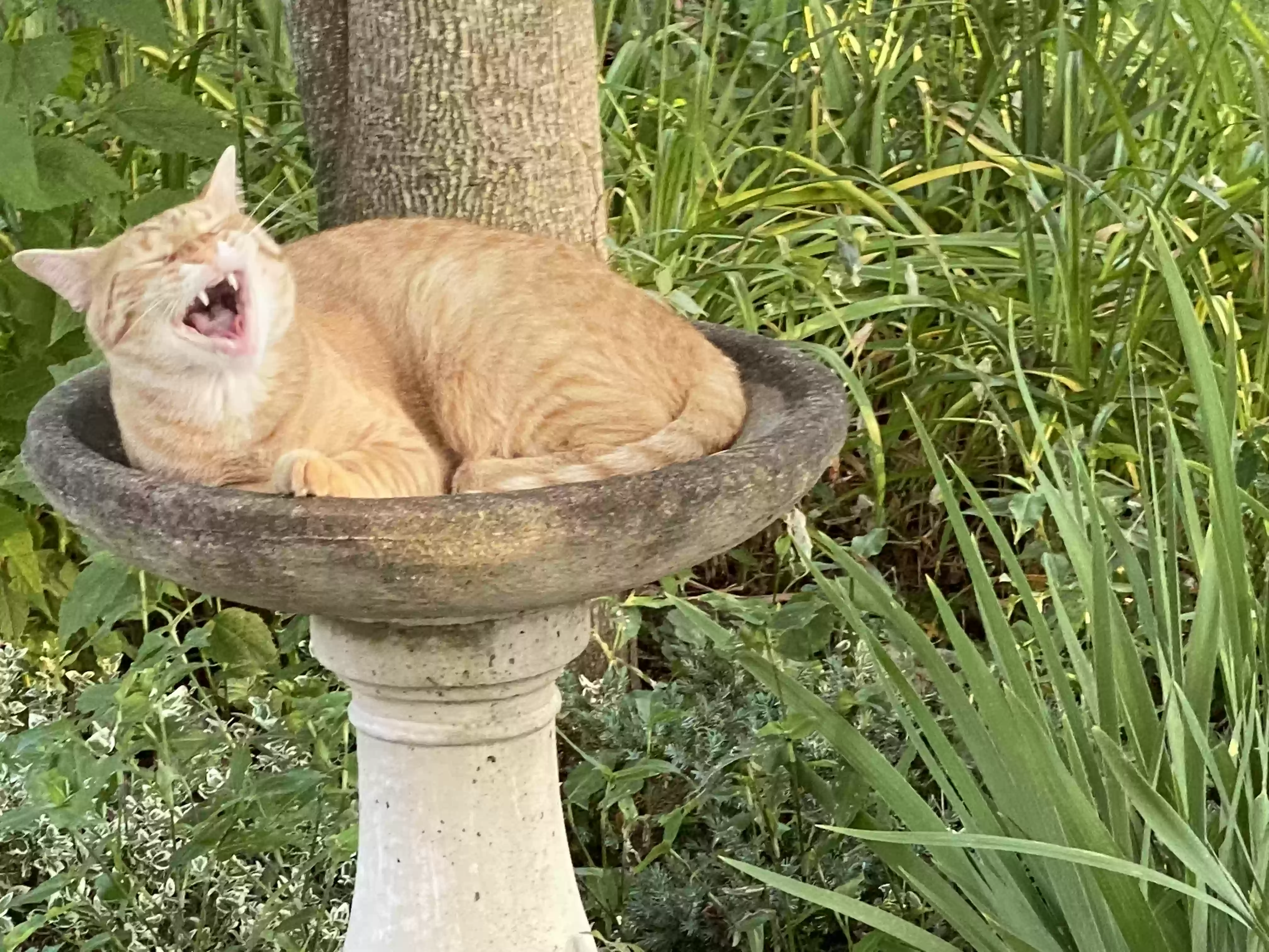 adoptable Cat in Camden,OH named Rusty