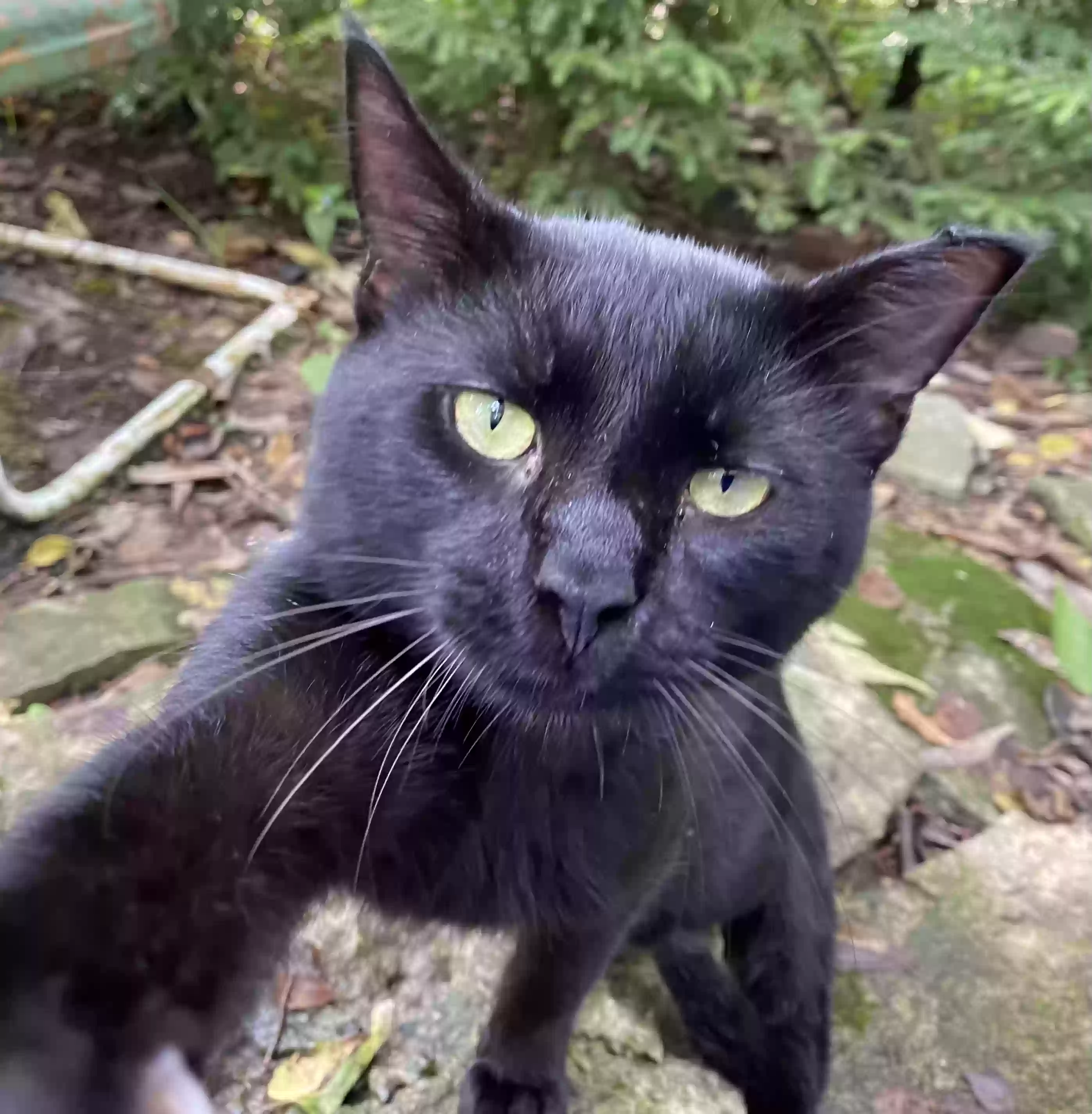 adoptable Cat in Camden,OH named Max