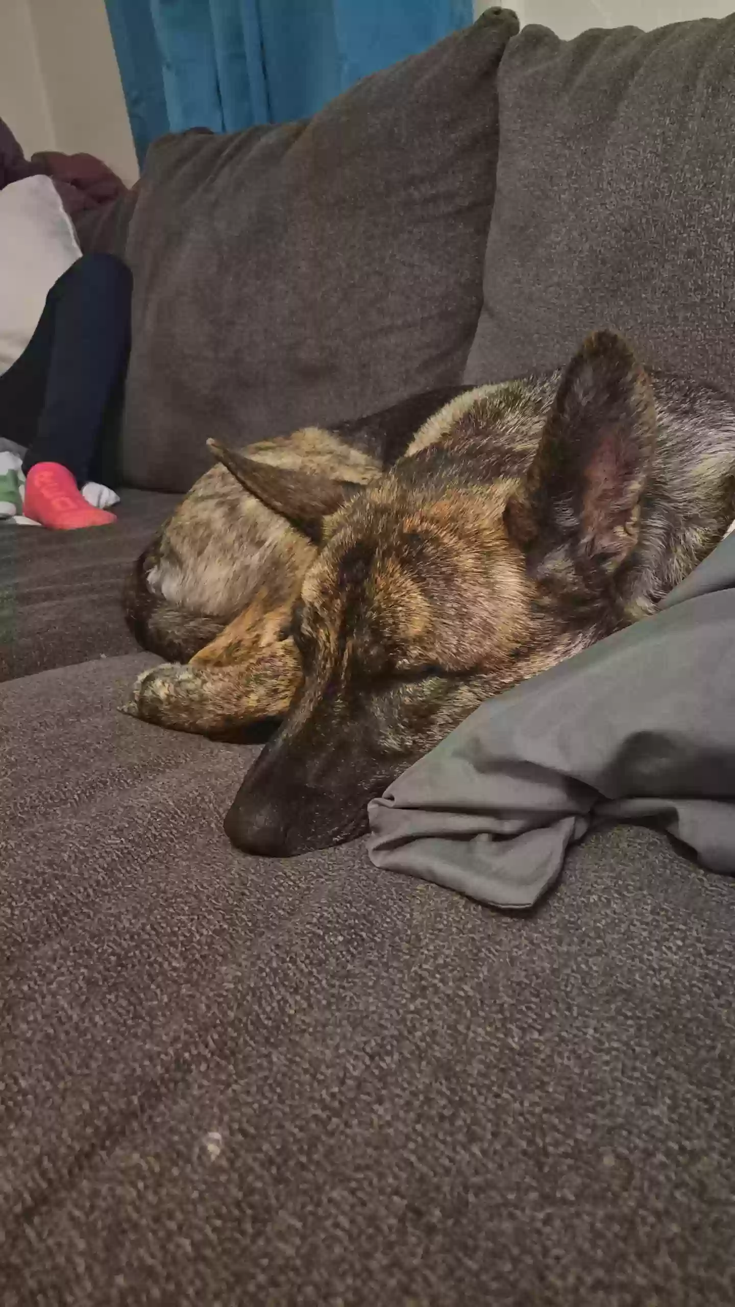adoptable Dog in Binghamton,NY named Novik