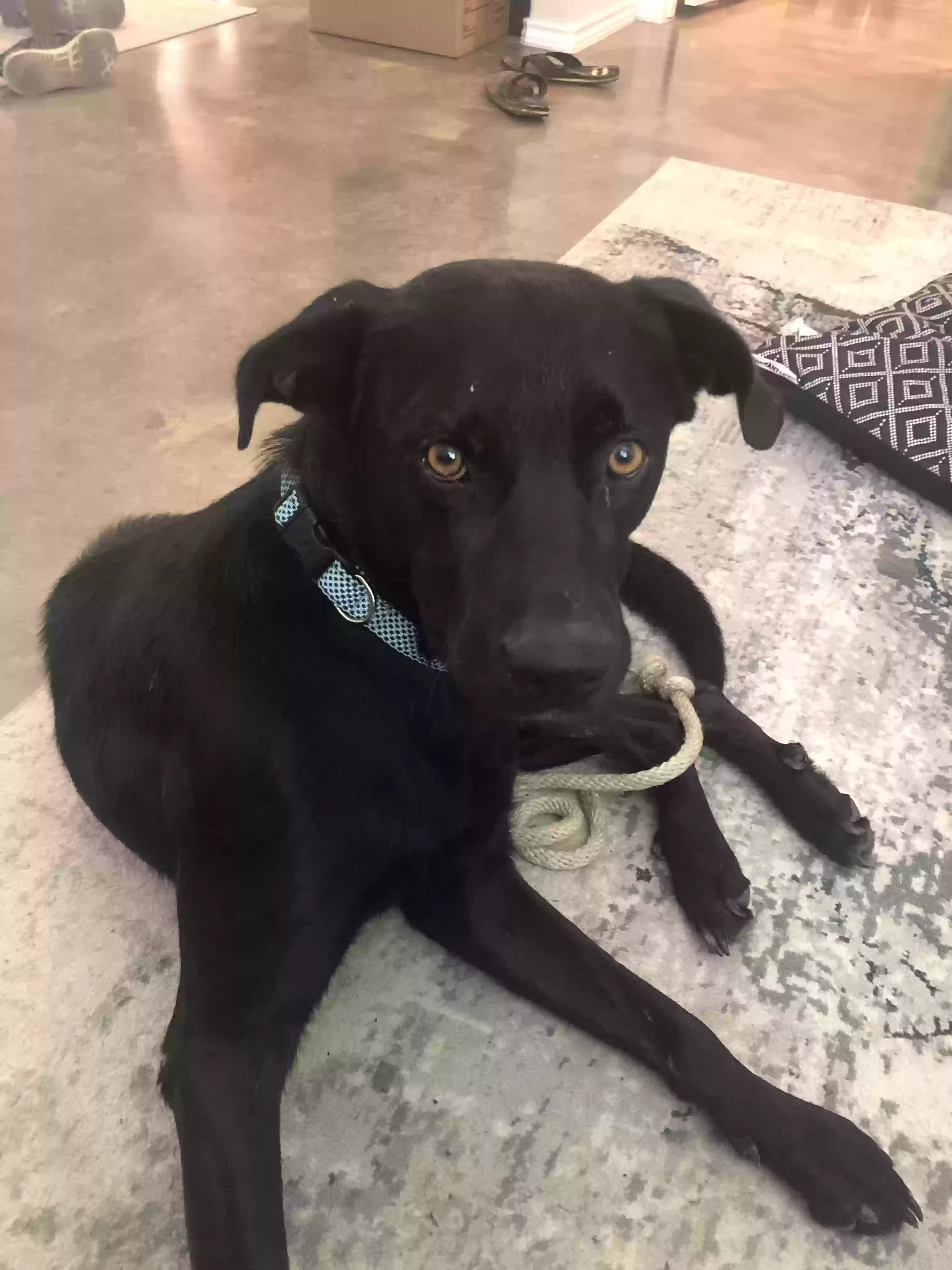 adoptable Dog in Huntsville,TX named 